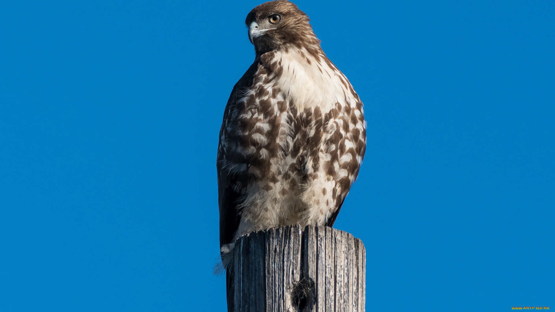 животные, птицы, -, хищники, краснохвостый, сарыч, хищник, птицы