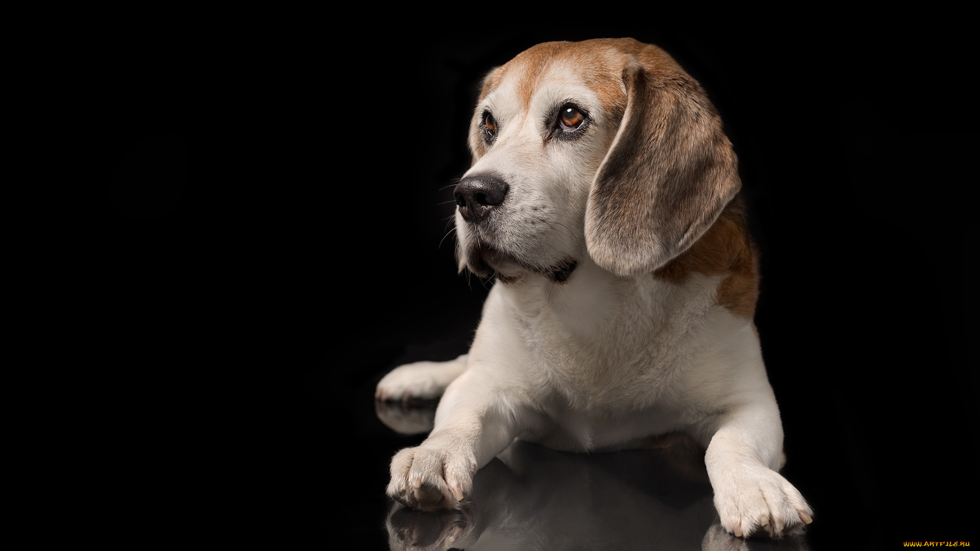 животные, собаки, пес