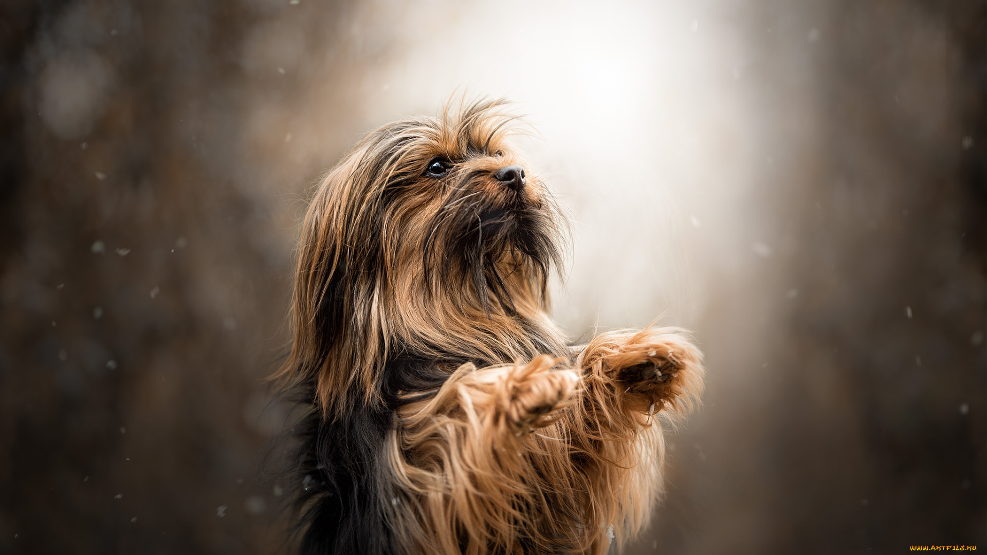 животные, собаки, пес