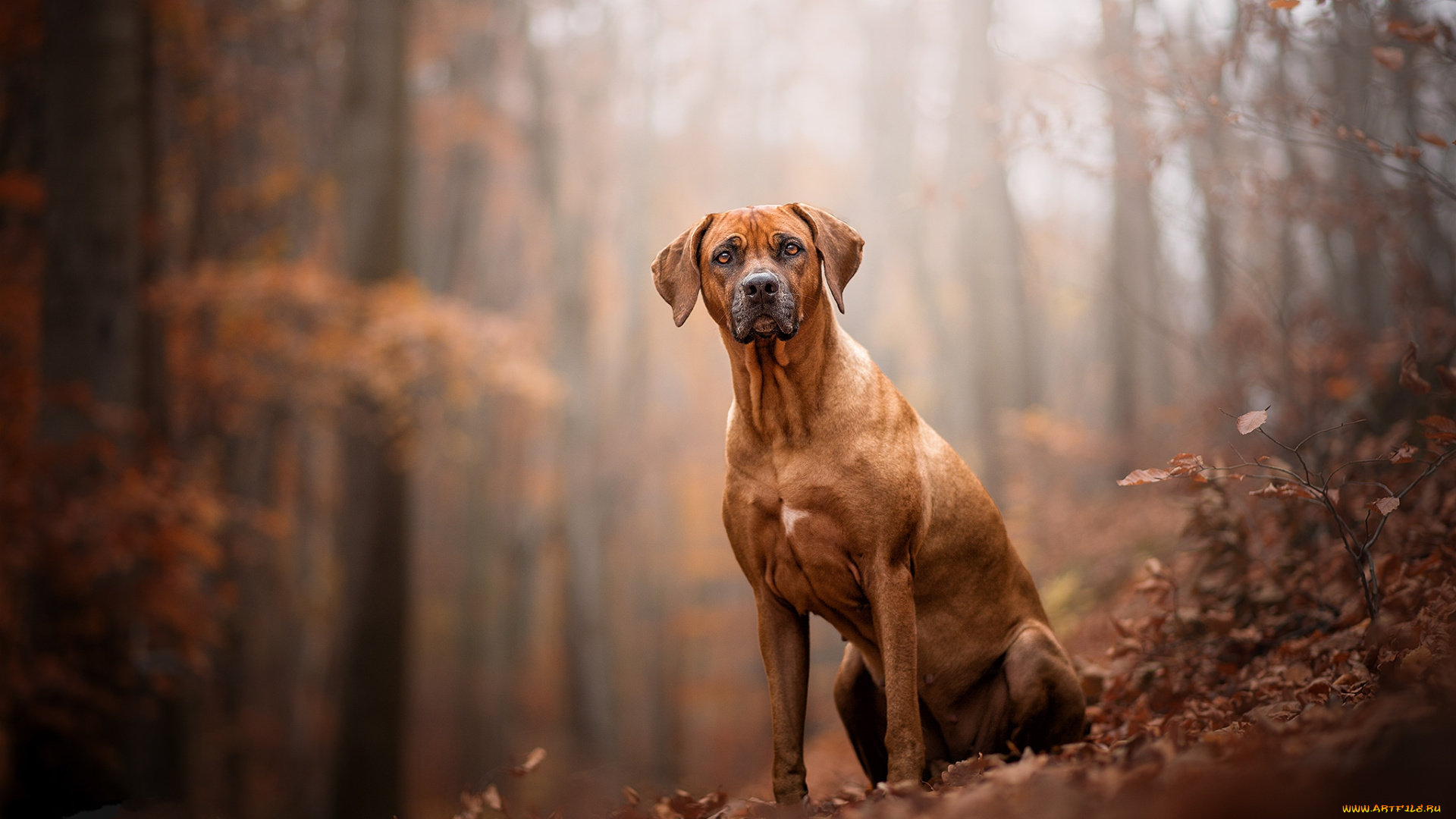 животные, собаки, пес