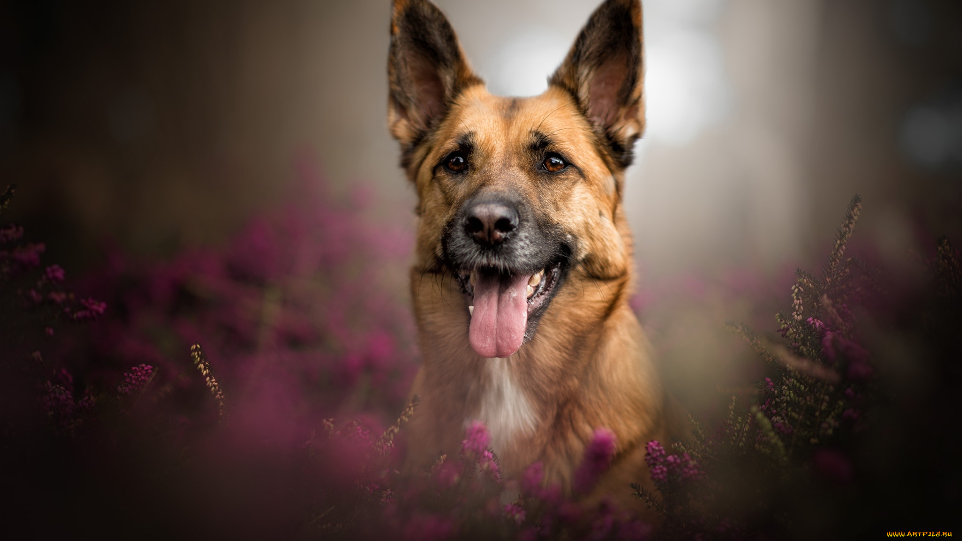 животные, собаки, пес