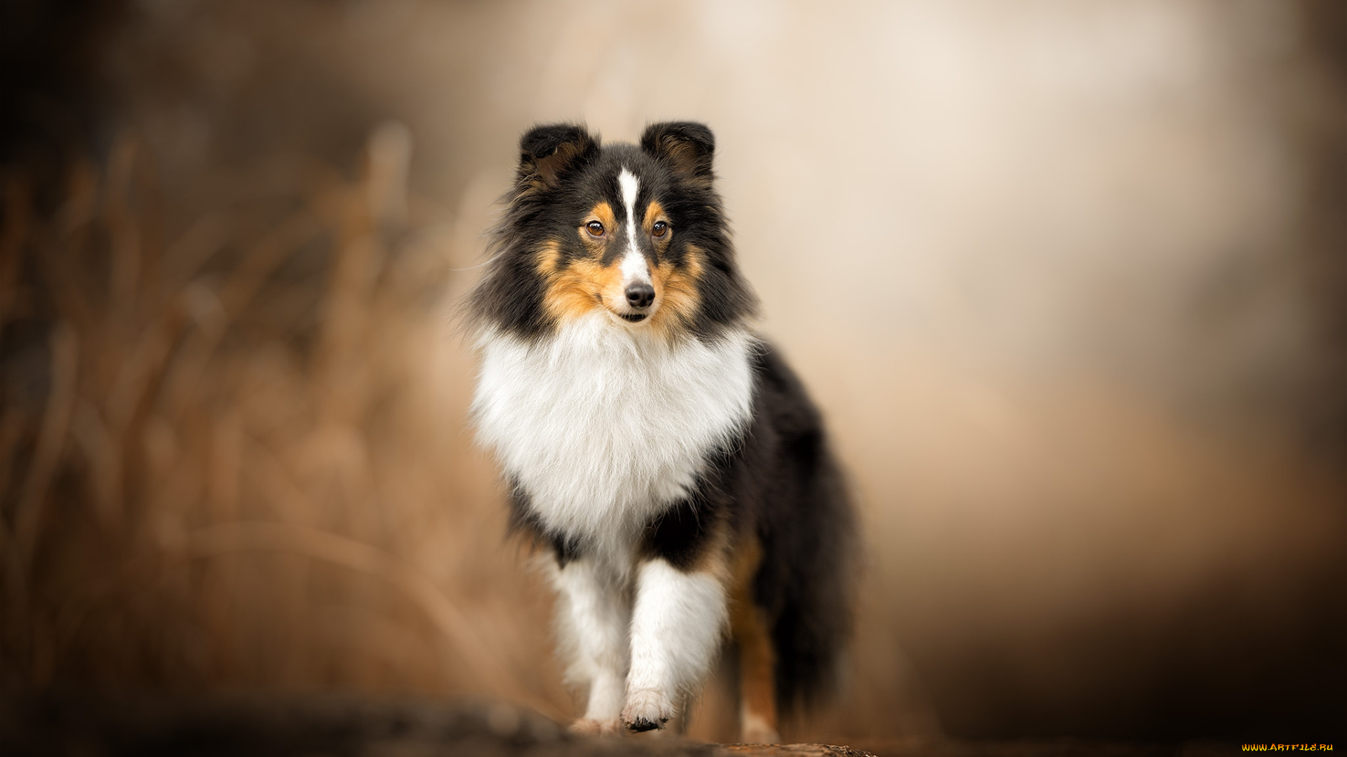 животные, собаки, пес