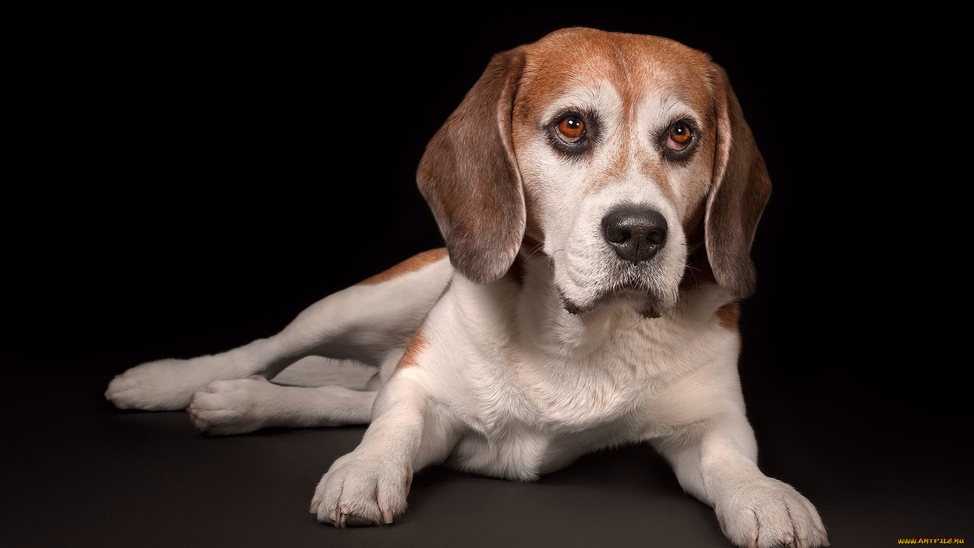 животные, собаки, пес