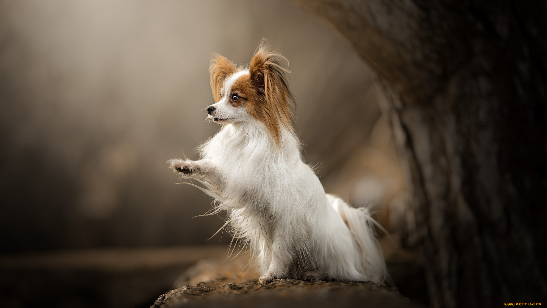 животные, собаки, пес