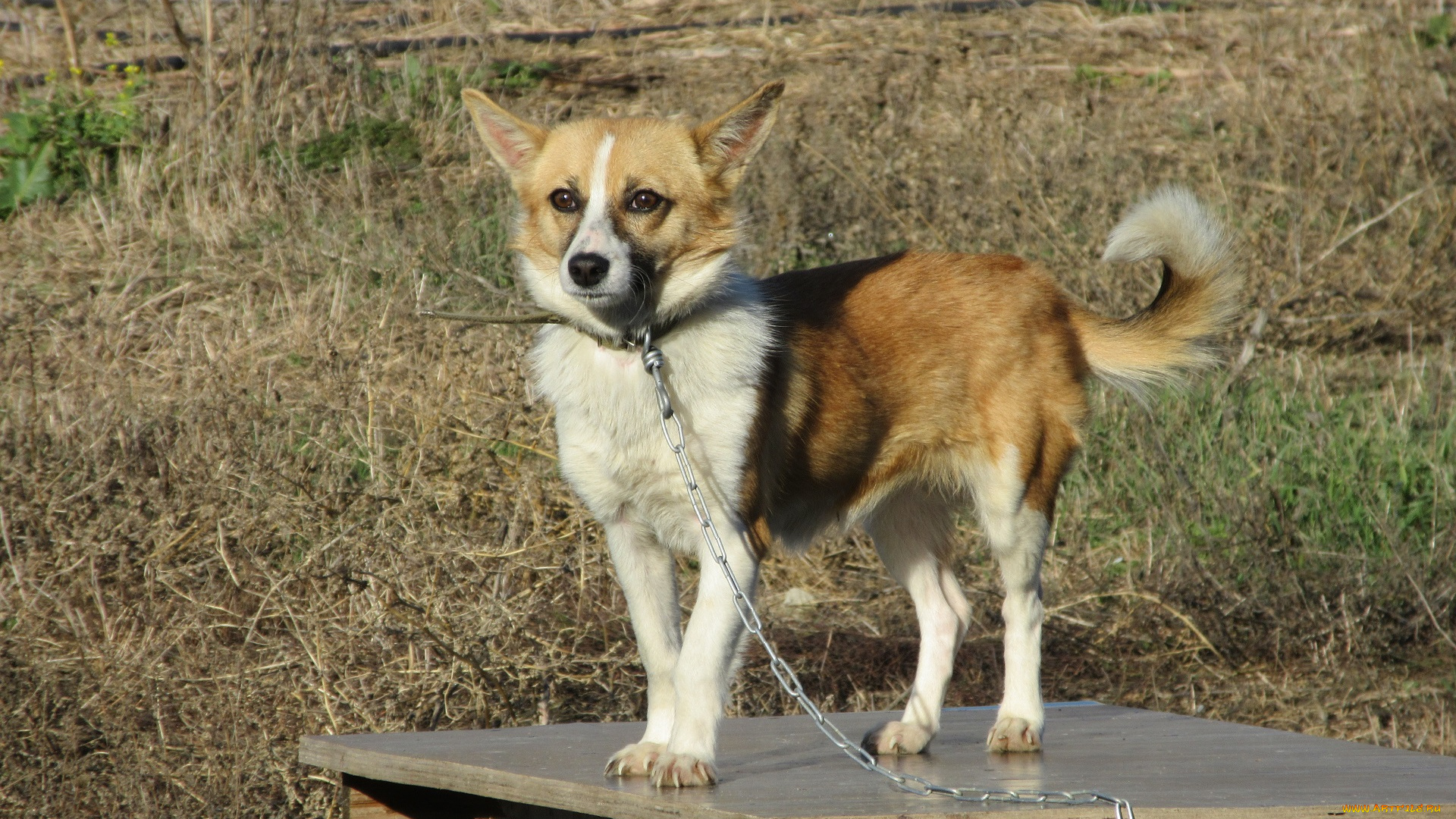 животные, собаки, собака