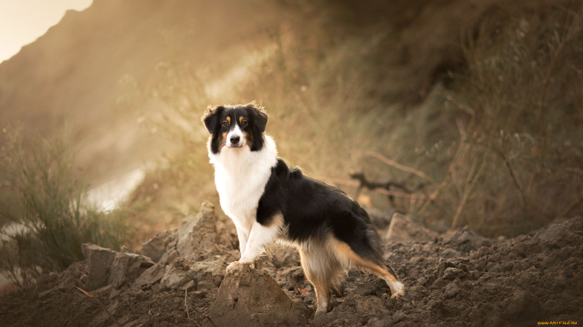 животные, собаки, собака, фон, взгляд