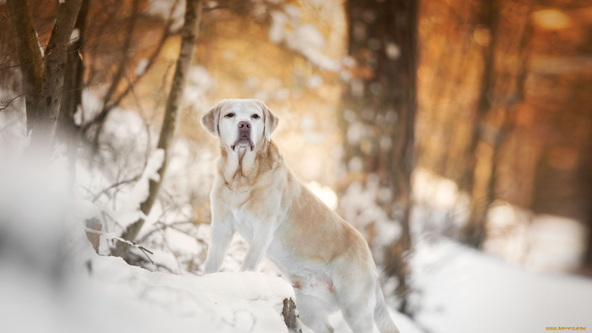 животные, собаки, взгляд, собака, фон