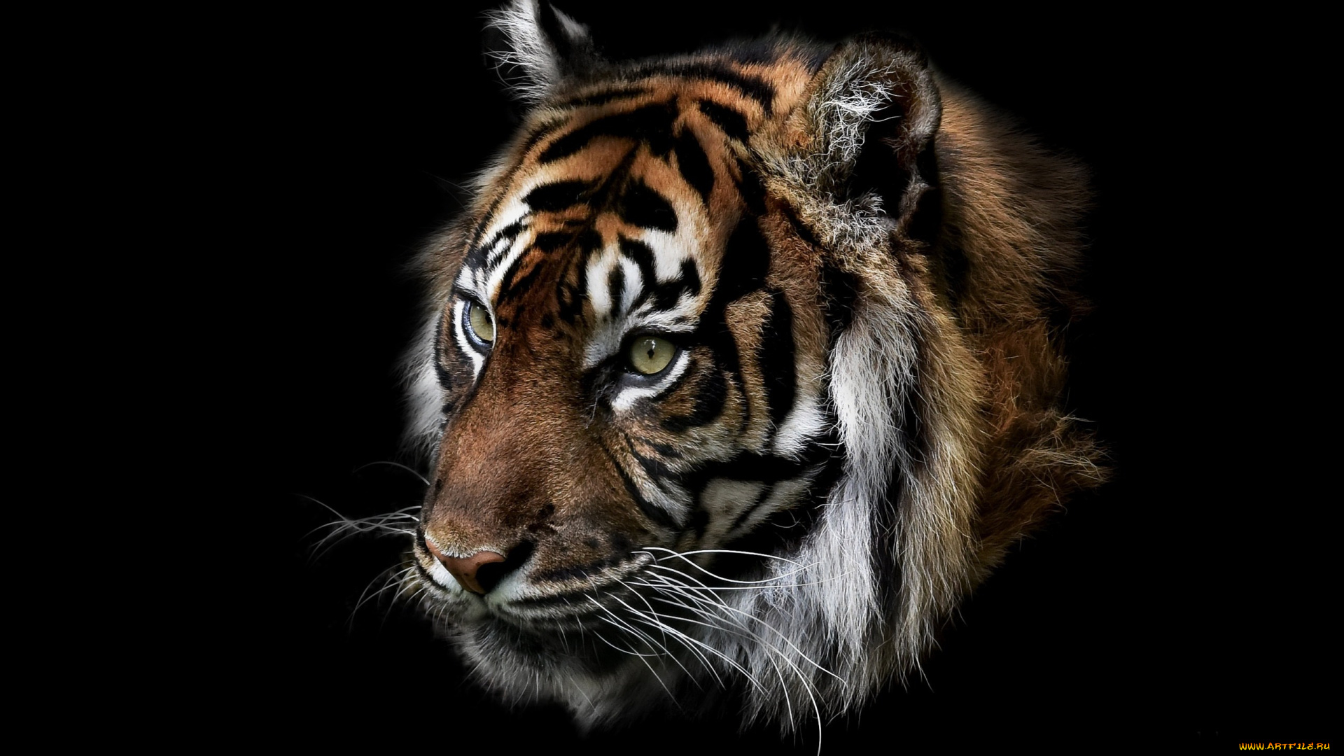 животные, тигры, тигр, природа, зверь