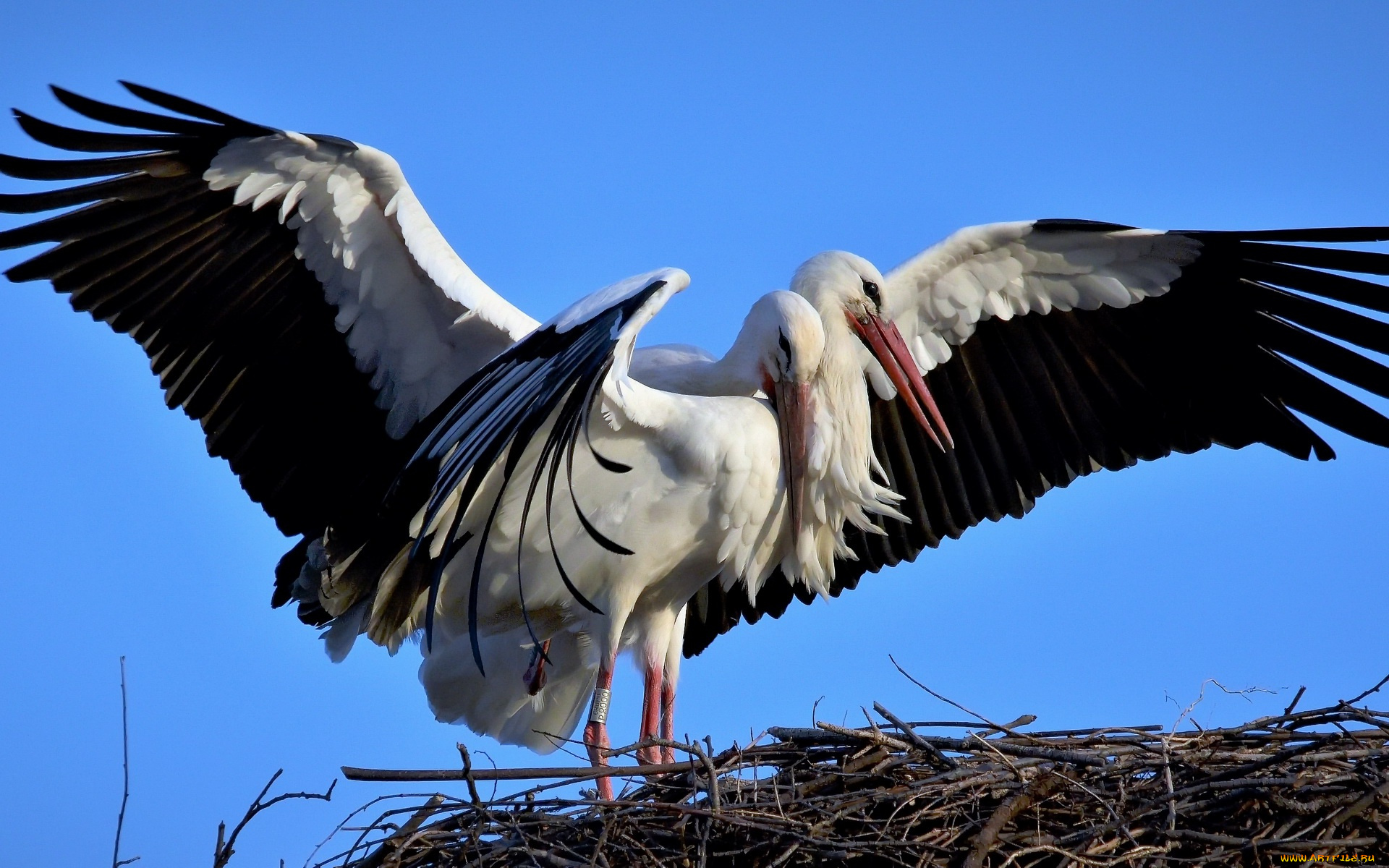 животные, аисты, гнездо