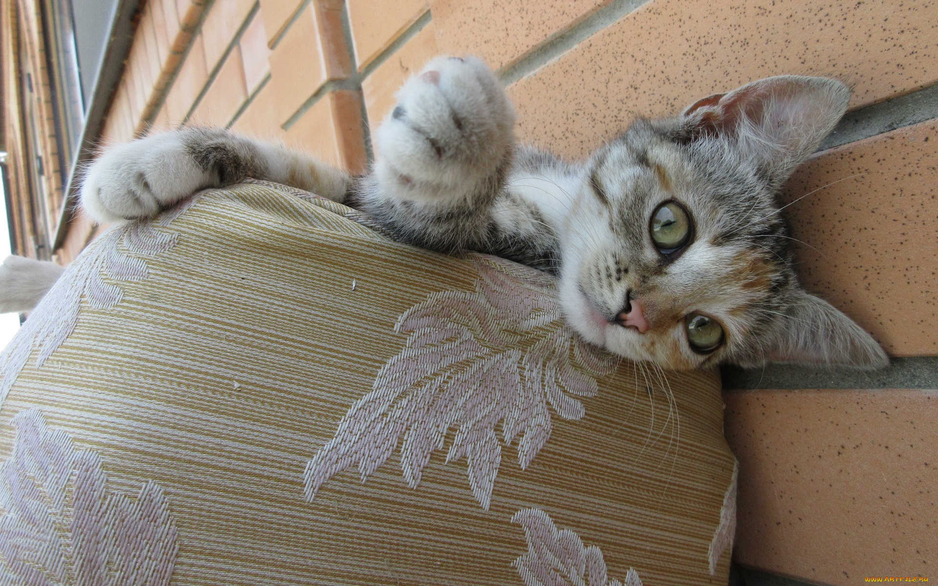 животные, коты, кошка