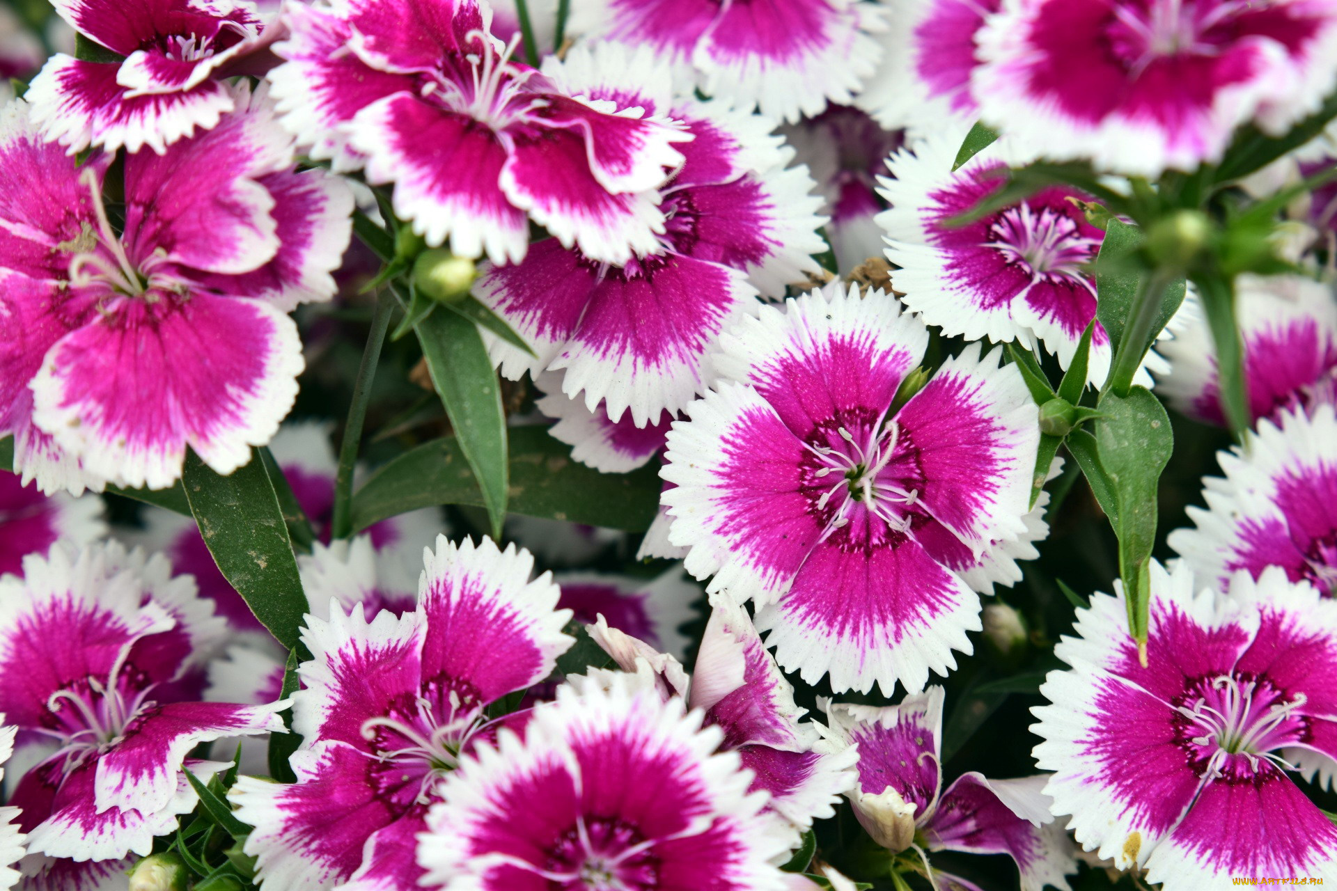 цветы, гвоздики, шабо