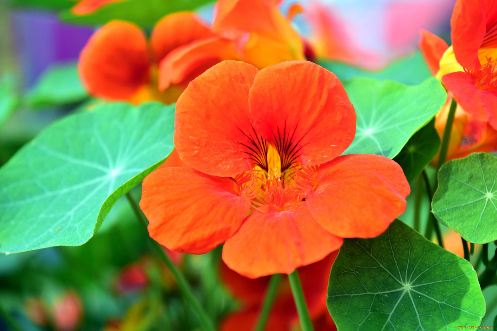 цветы, настурции, оранжевый