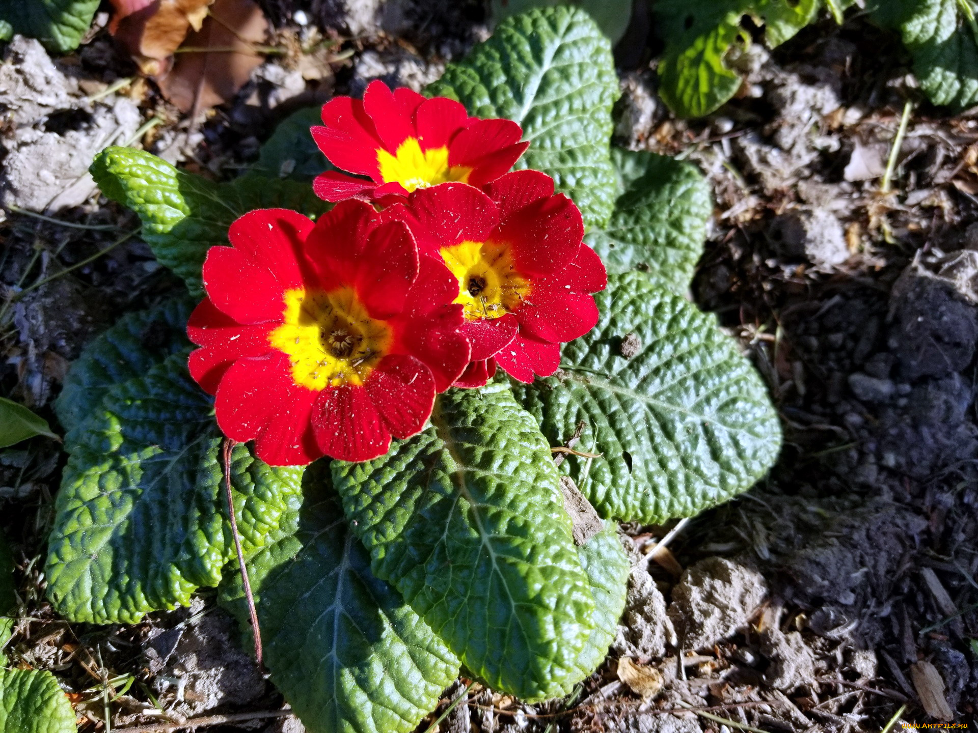 цветы, примулы, первоцвет