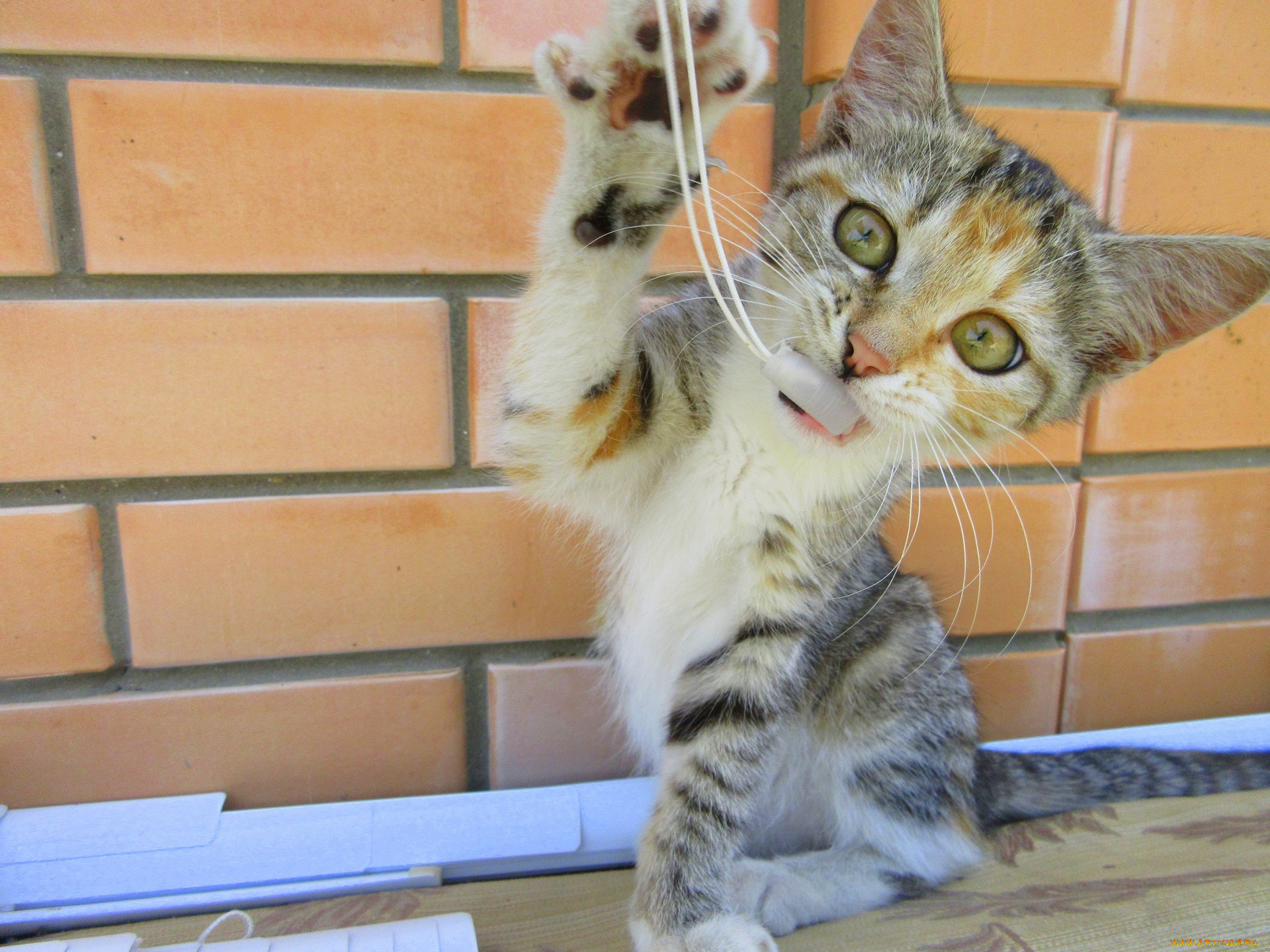 животные, коты, играет