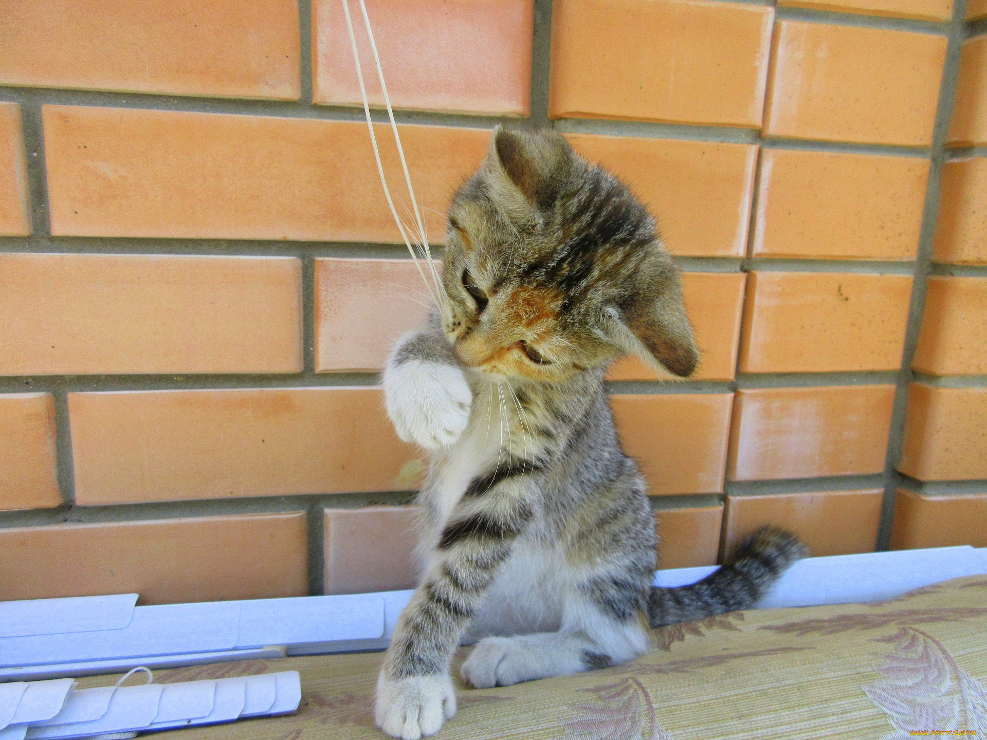 животные, коты, играет