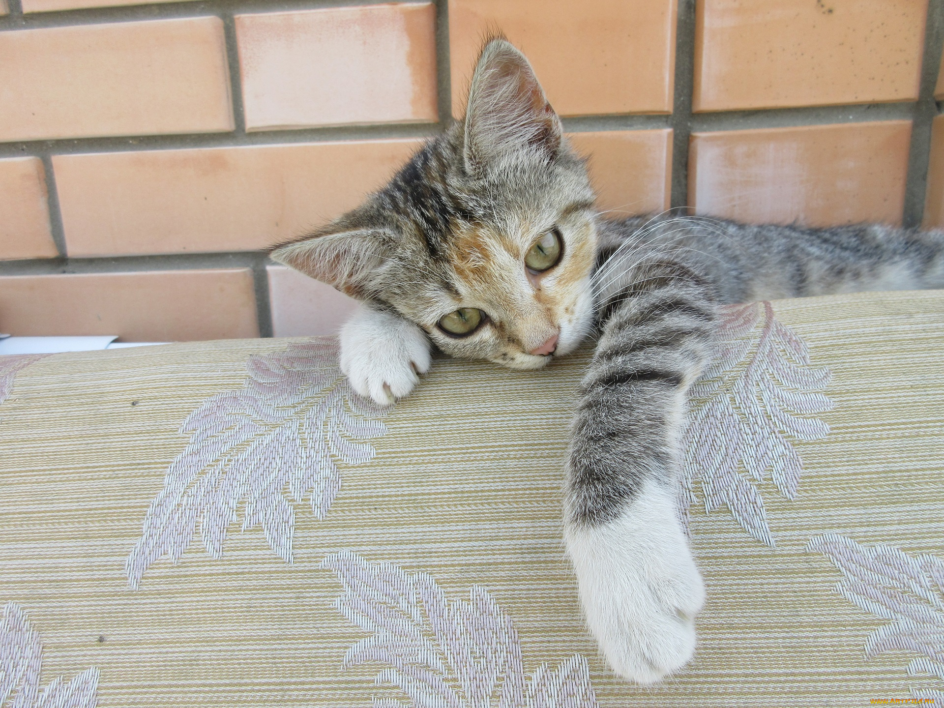 животные, коты, кошка