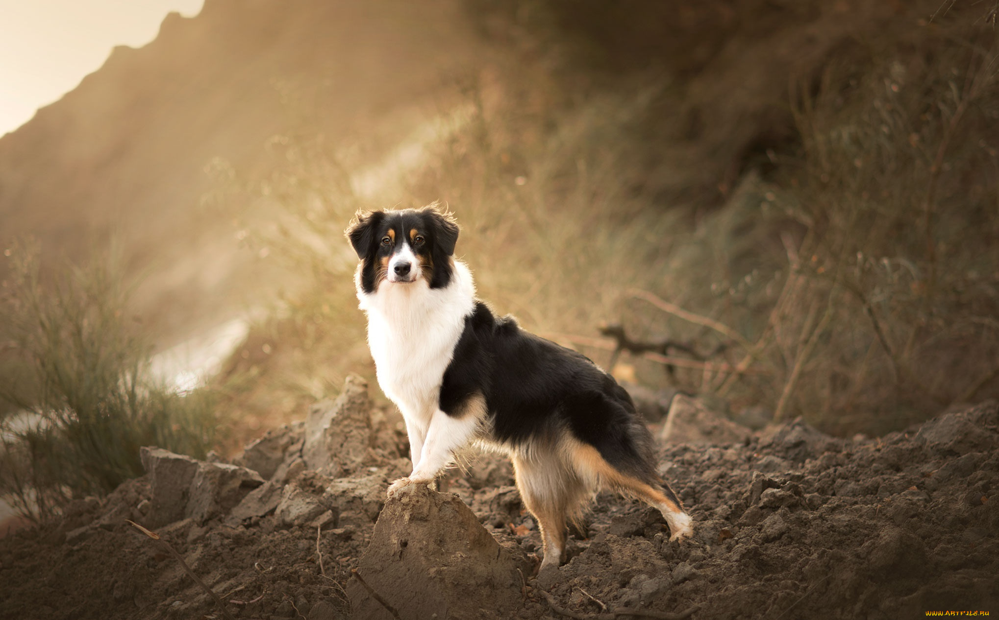 животные, собаки, собака, фон, взгляд