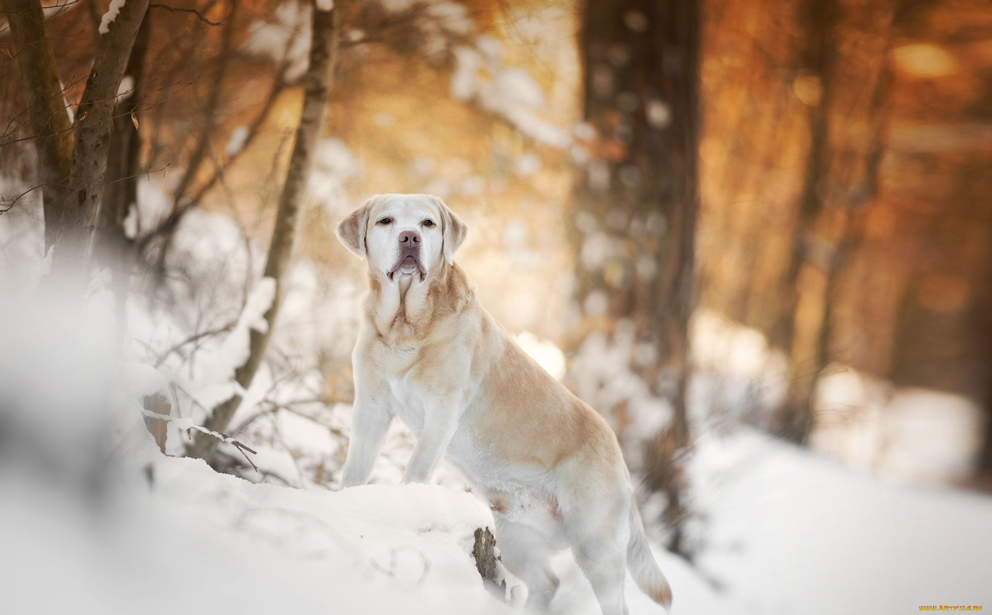 животные, собаки, взгляд, собака, фон