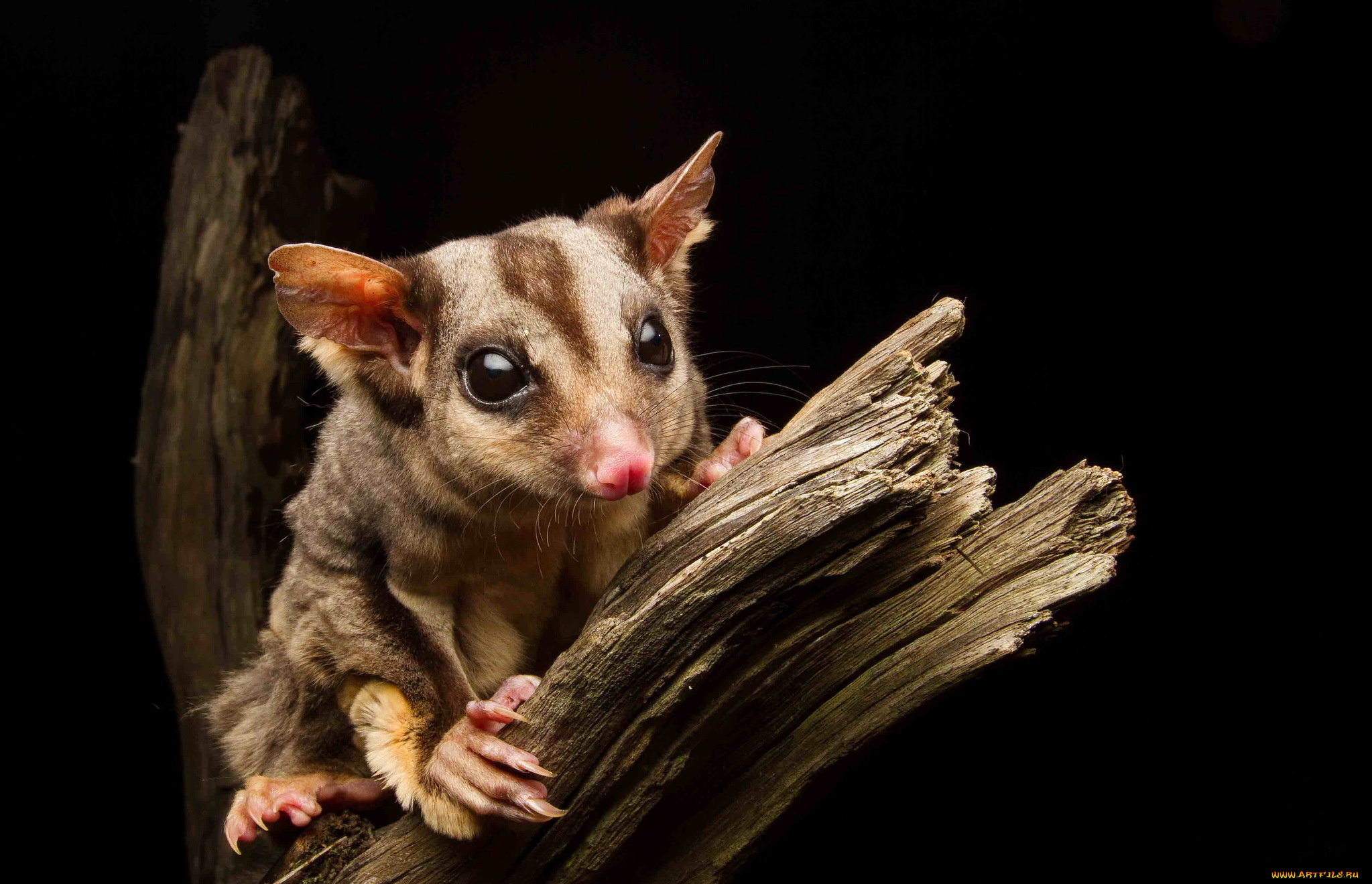 животные, -, другое, фон, сахарная, сумчатая, летяга