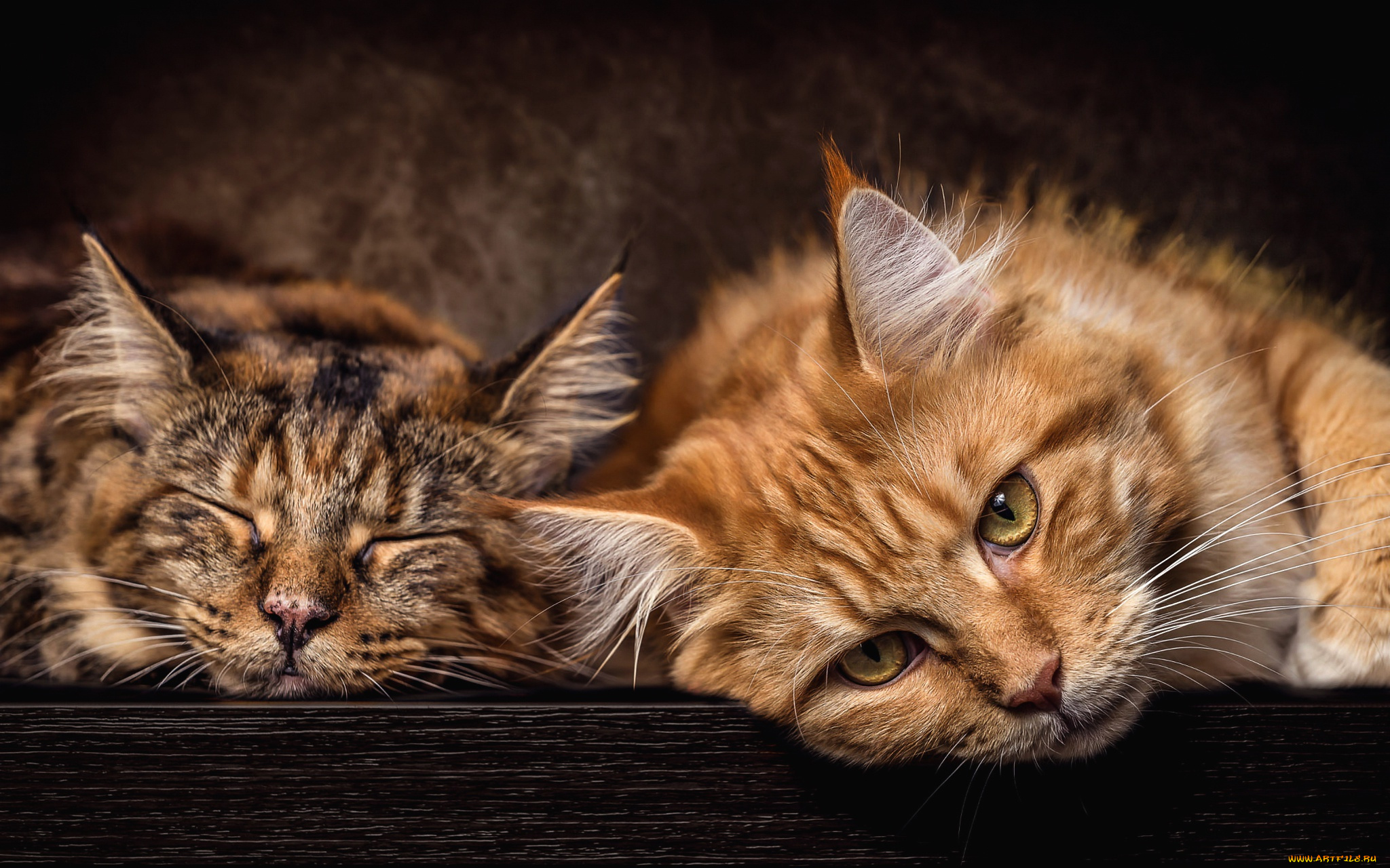 животные, коты, кошки, пара