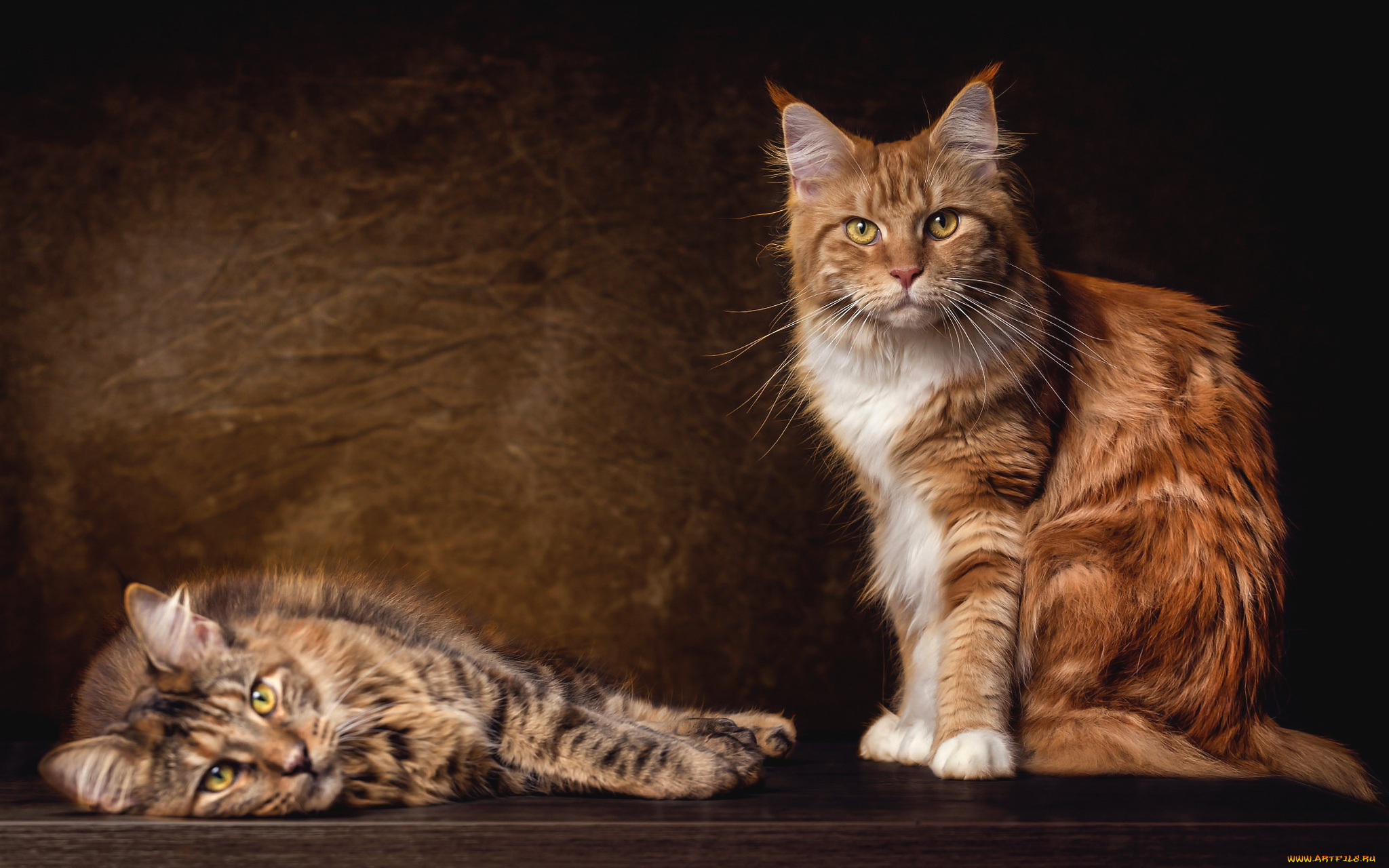 животные, коты, кошки, пара