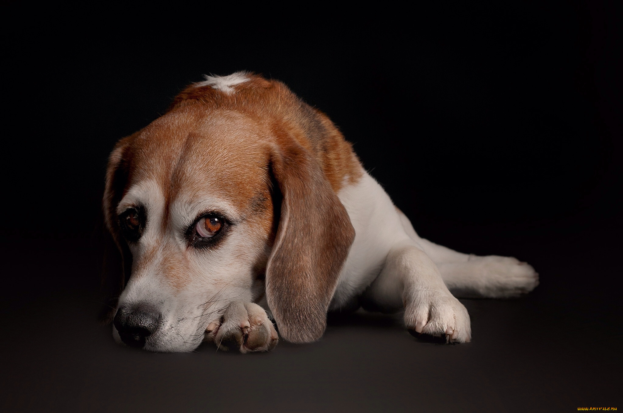 животные, собаки, пес