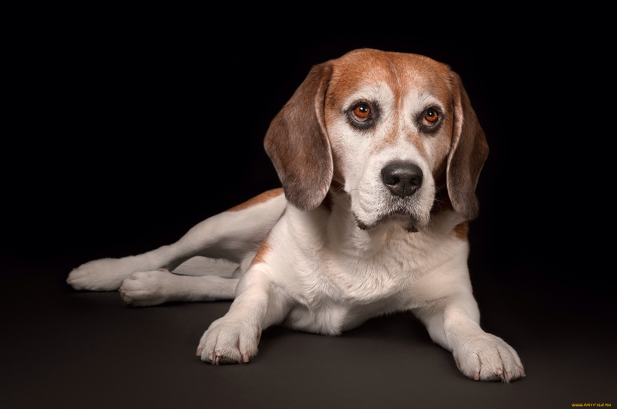 животные, собаки, пес