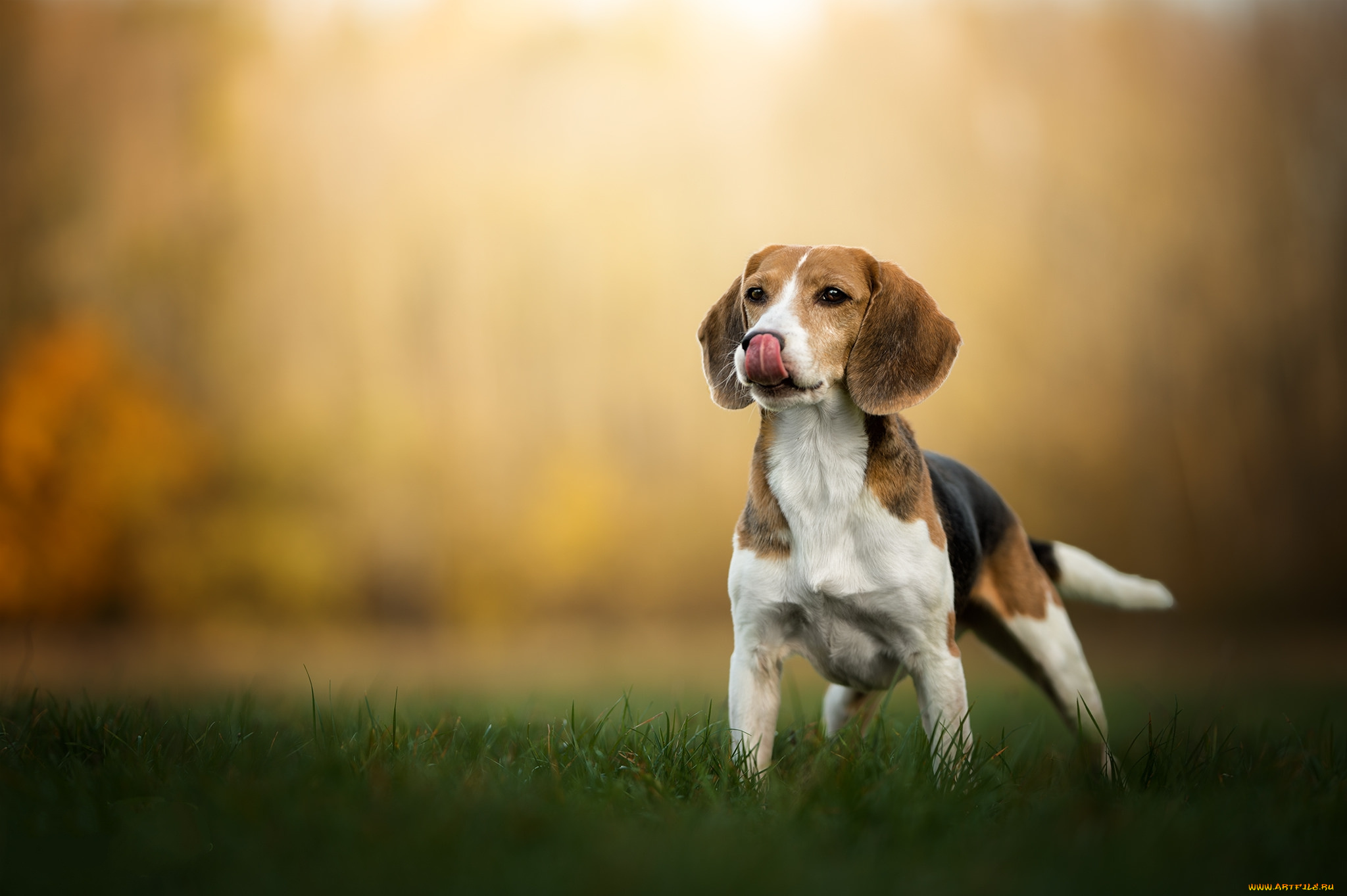 животные, собаки, пес