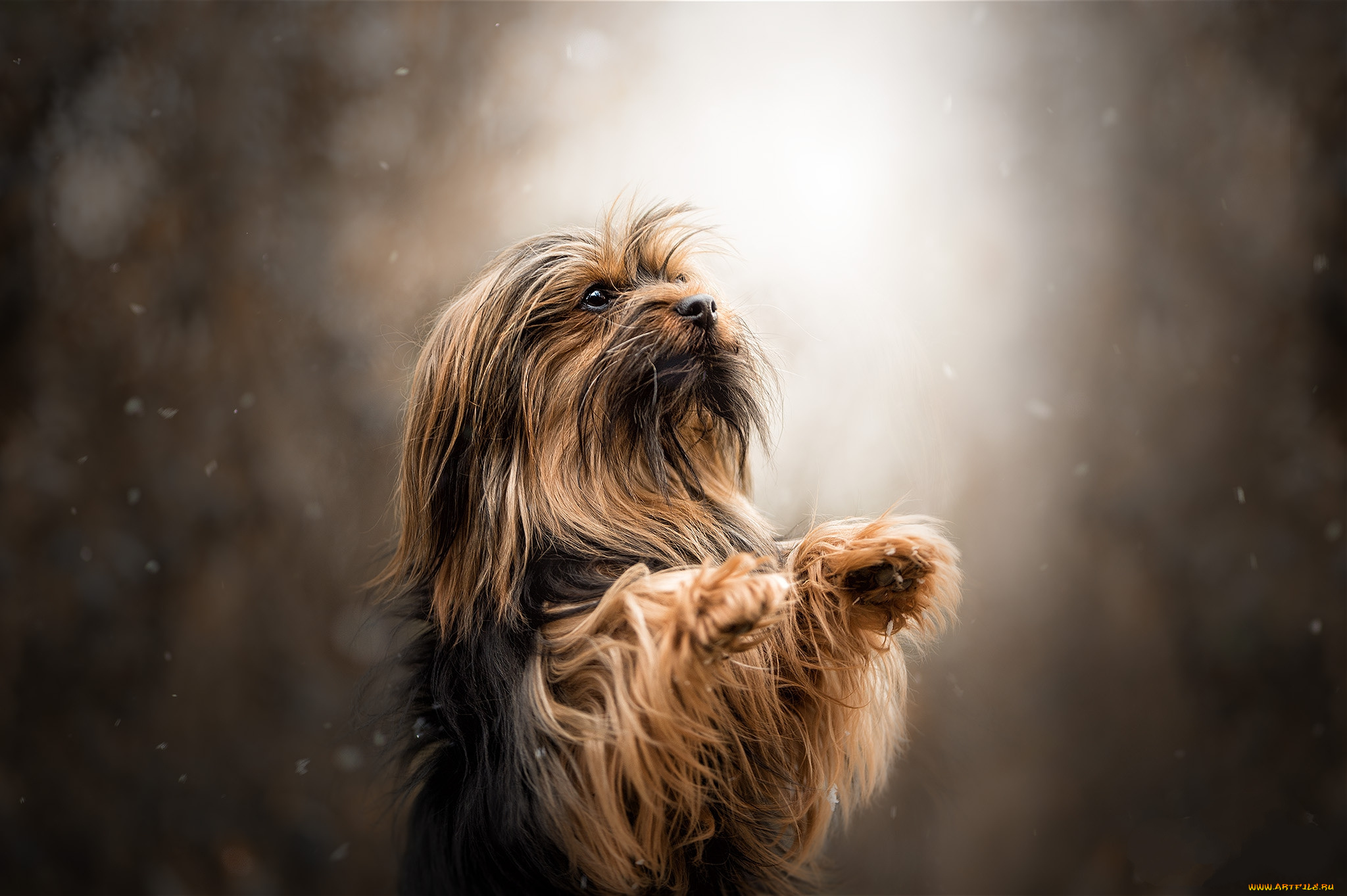 животные, собаки, пес