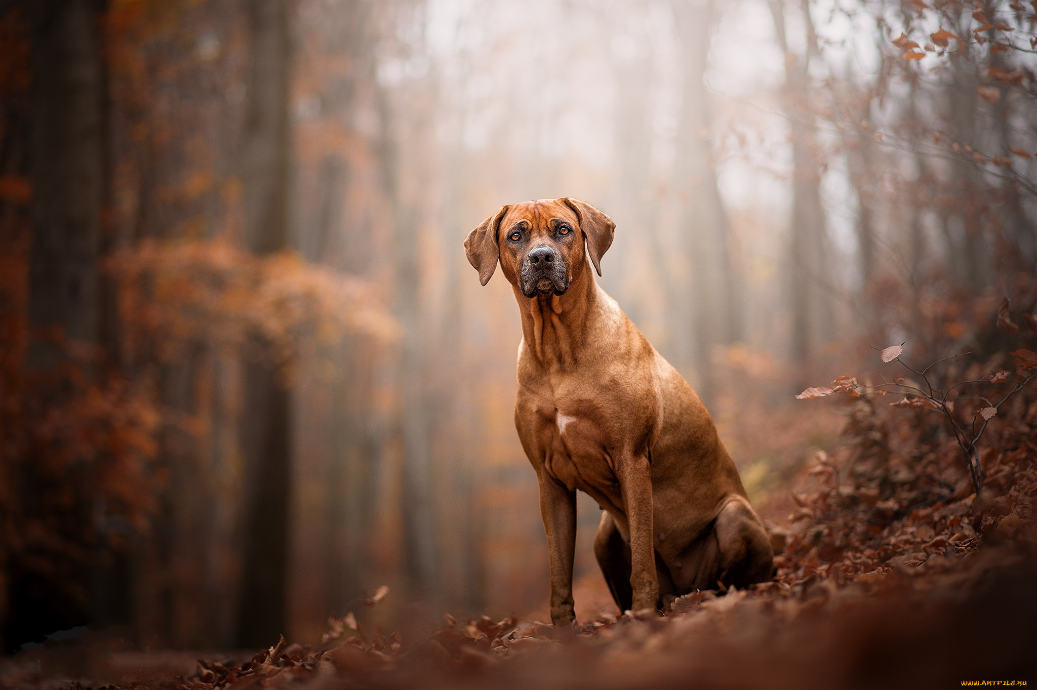 животные, собаки, пес