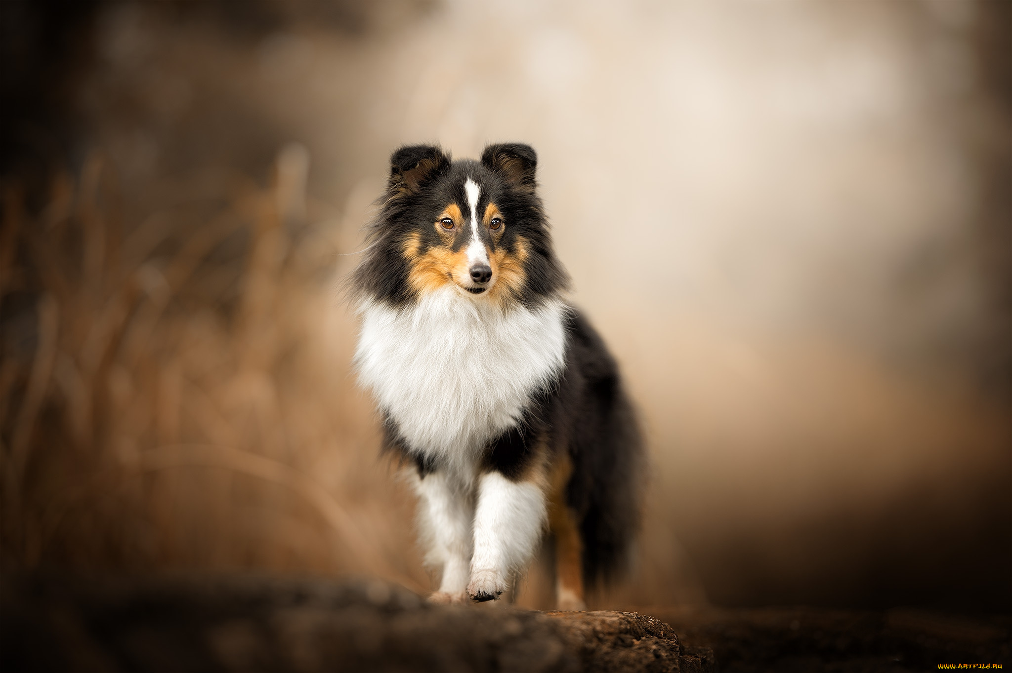 животные, собаки, пес