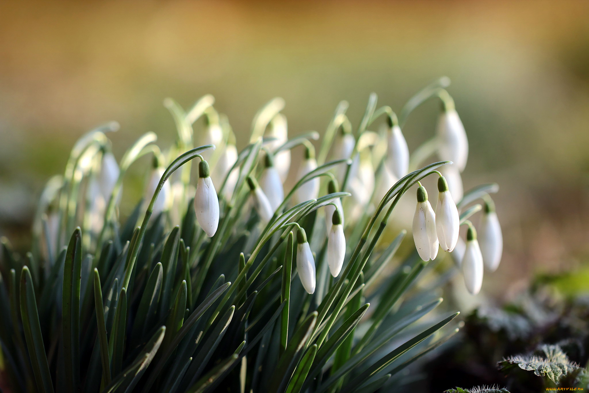 цветы, подснежники, , белоцветники, , пролески, белый