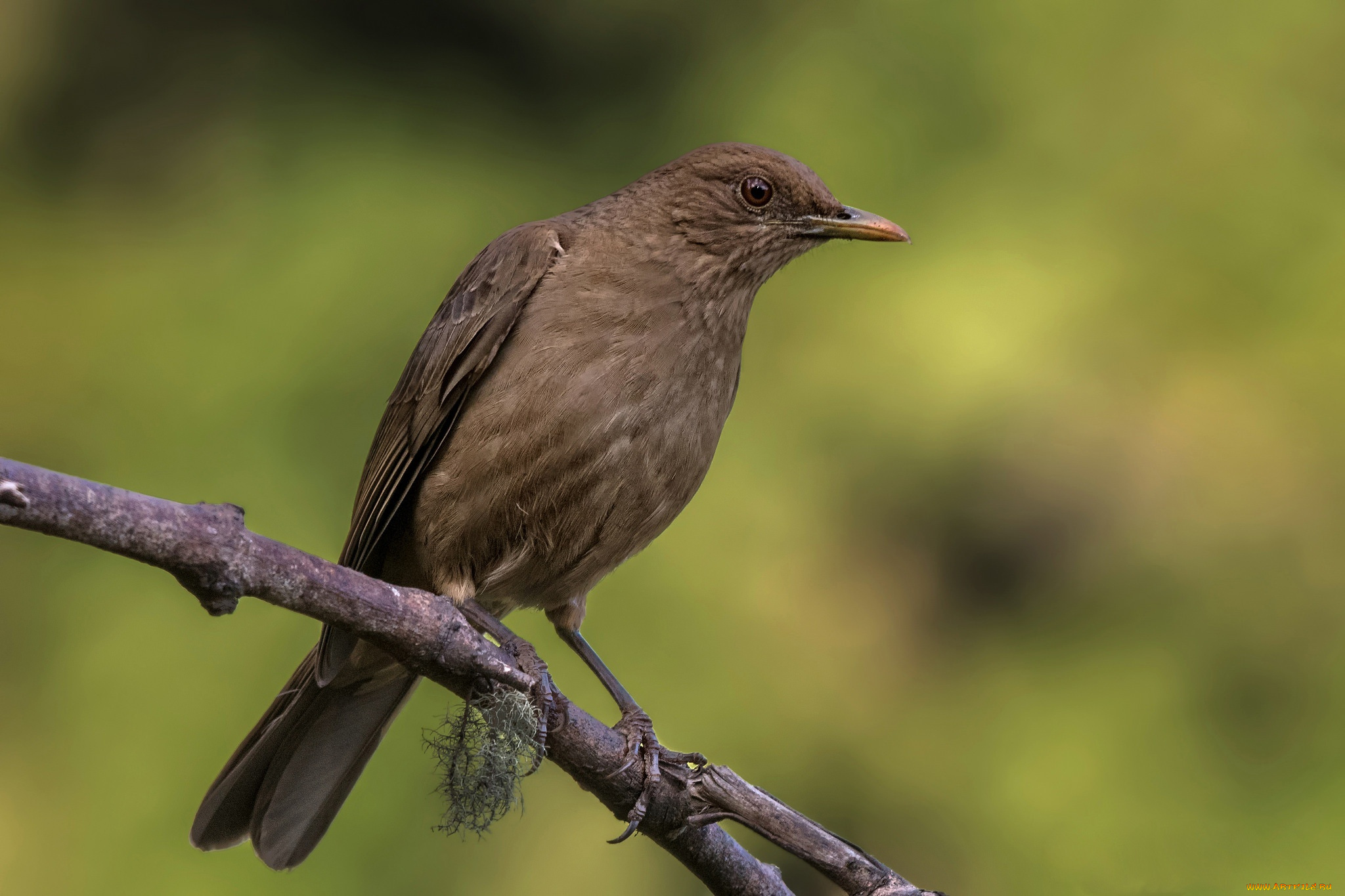 животные, птицы, дрозд, грея, ветка