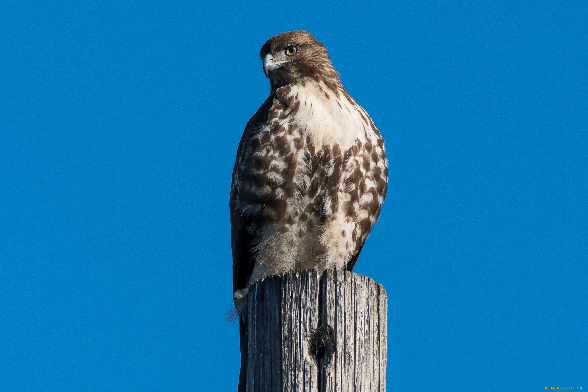 животные, птицы, -, хищники, краснохвостый, сарыч, хищник, птицы