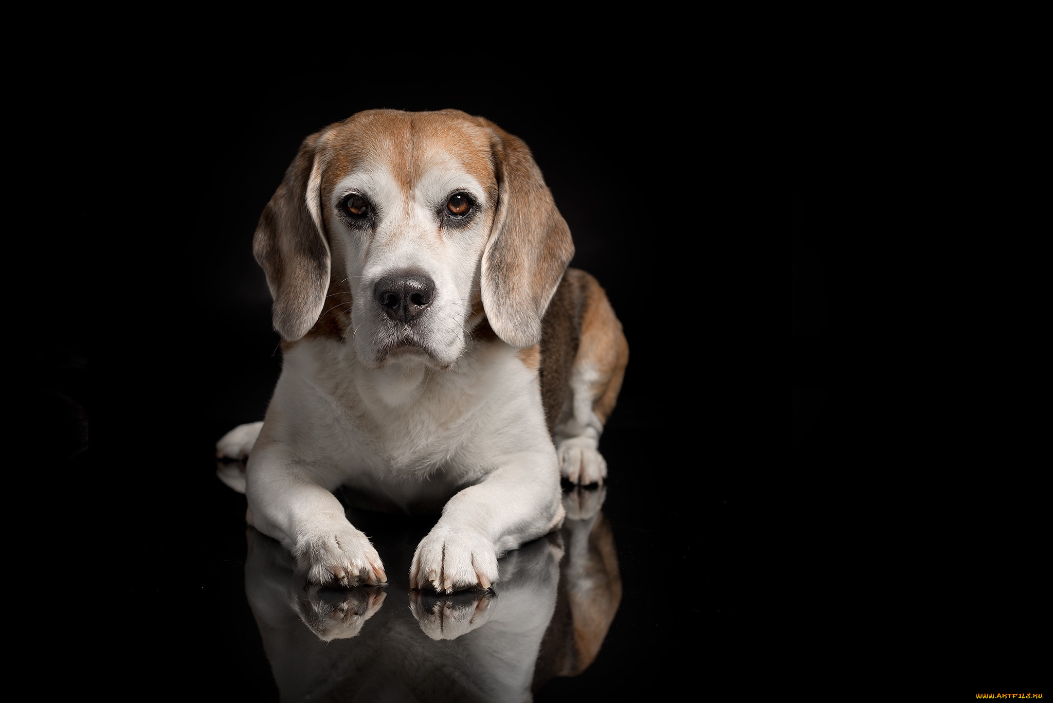 животные, собаки, пес