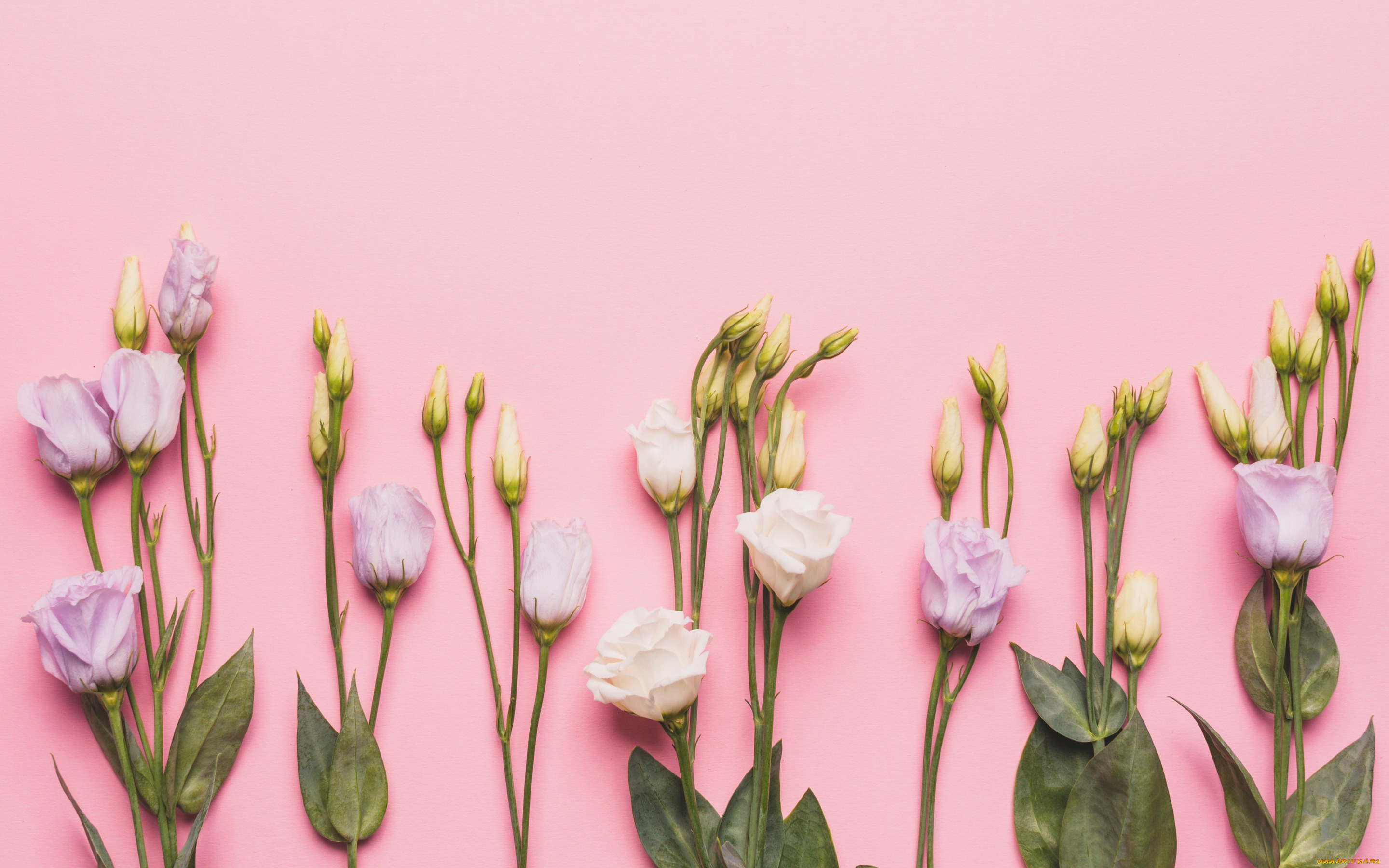 цветы, эустома, roses, fresh, flowers, spring, tender, pink, бутоны, розовые