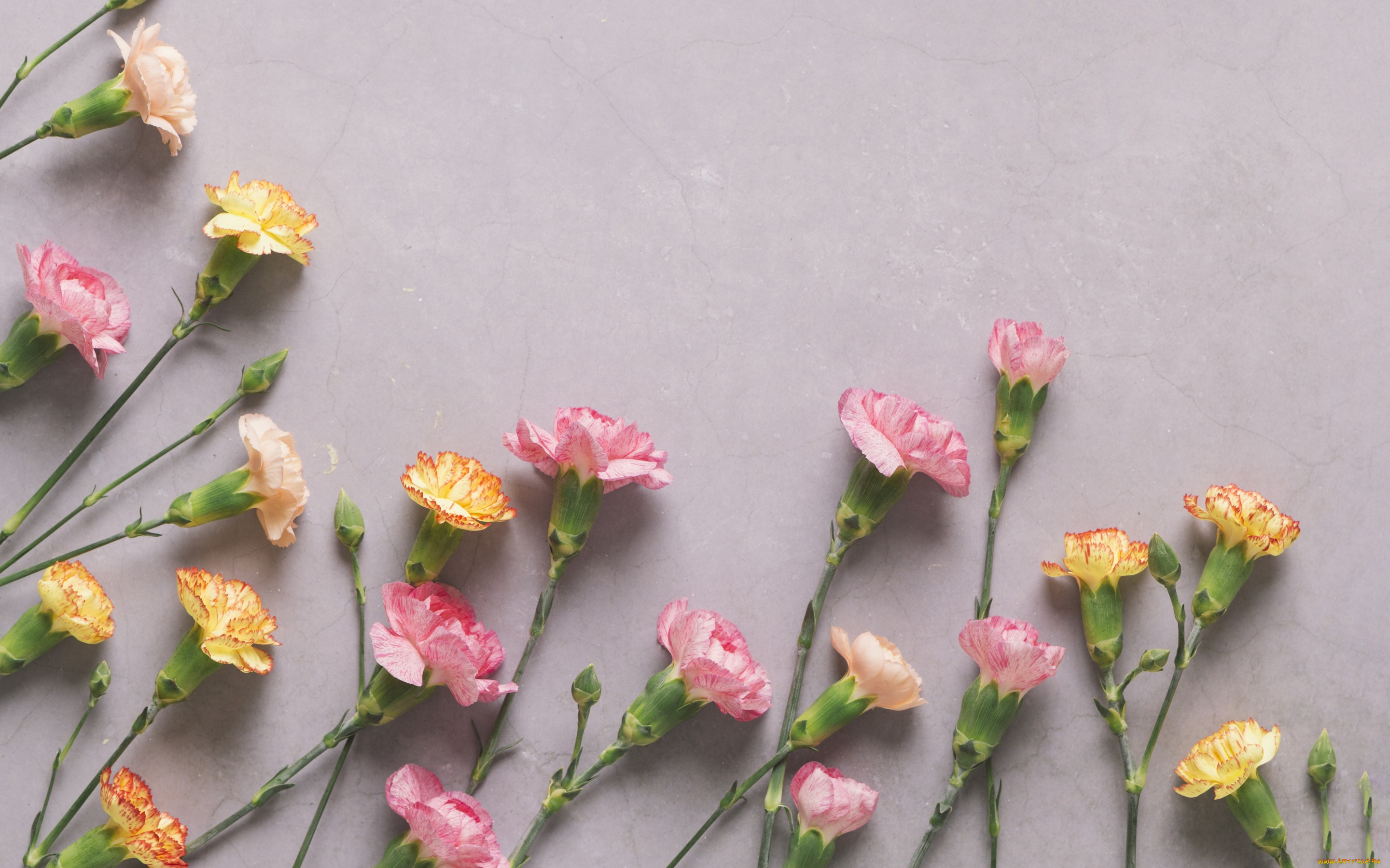 цветы, гвоздики, pink, flowers, cute, гвоздика, tender, розовые, бутоны