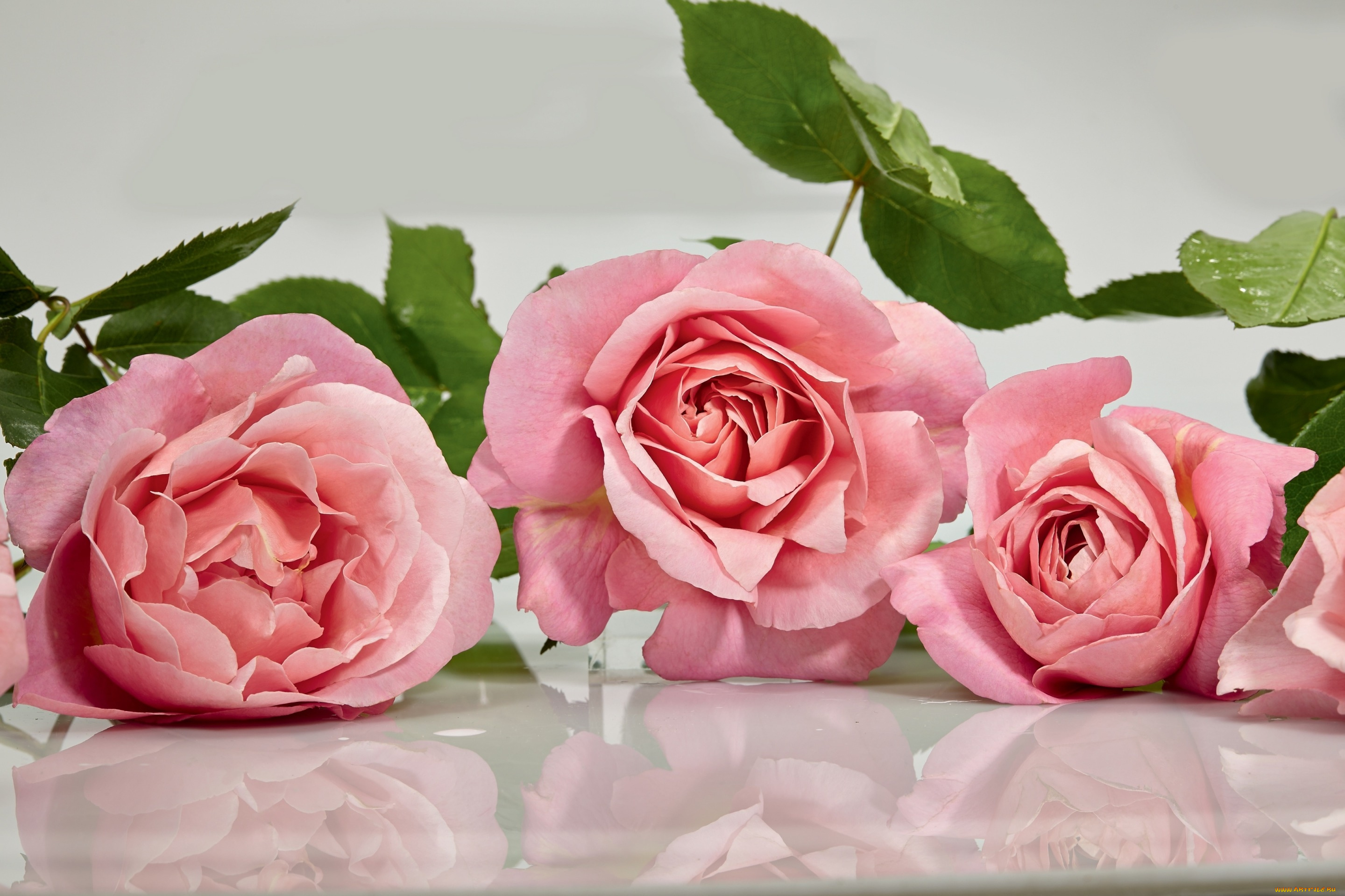 цветы, розы, розовый