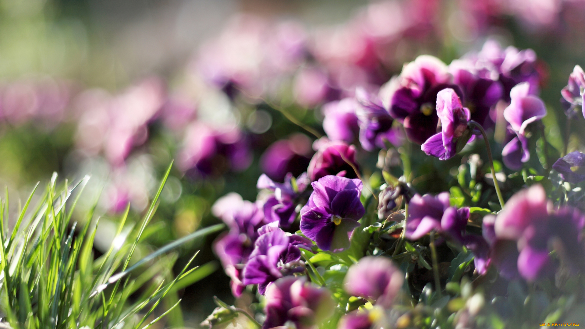 цветы, анютины, глазки, , садовые, фиалки, трава, фиолетовые, анютины, глазки