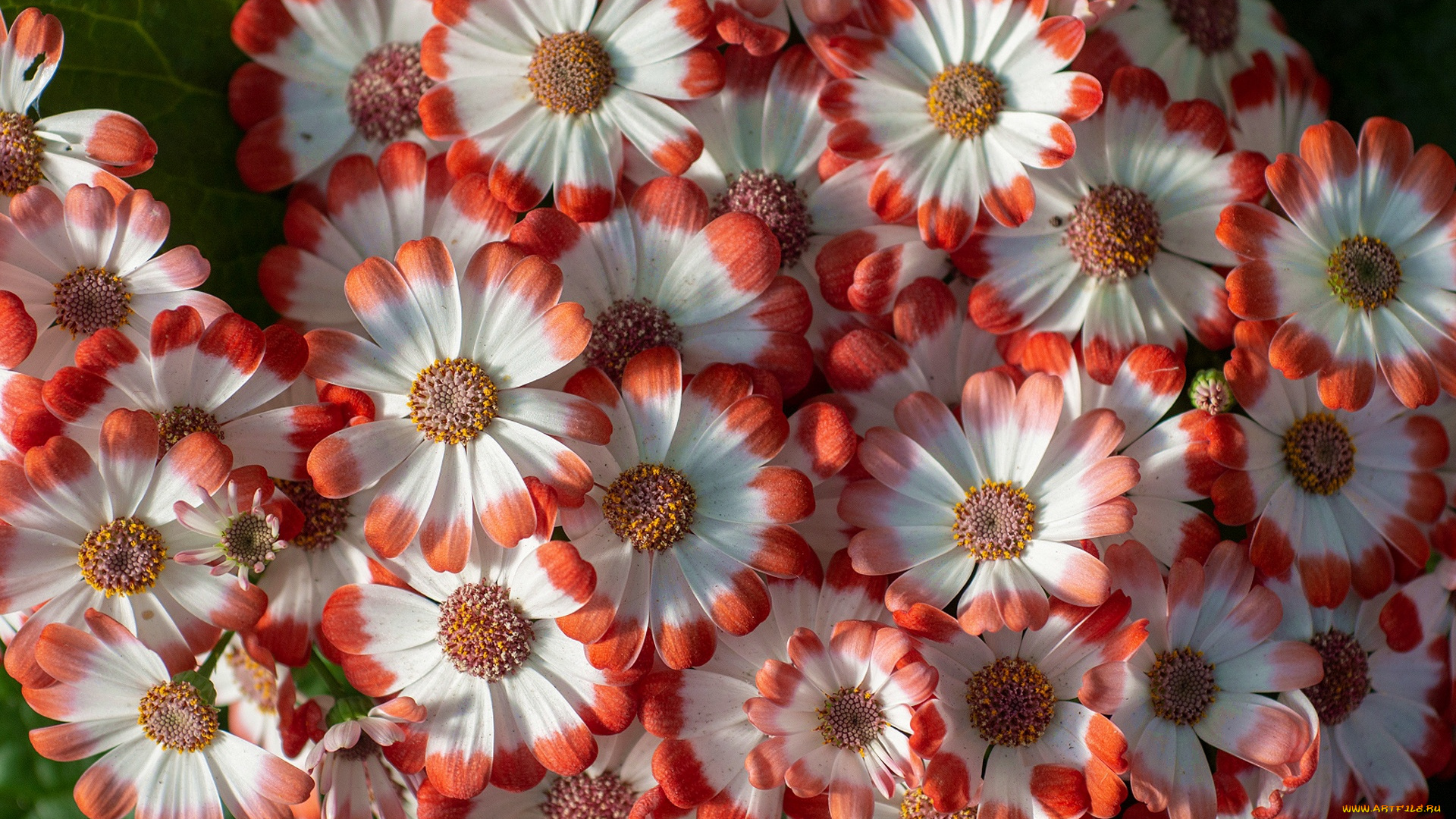 цветы, цинерария, макро, лепестки, гибридная