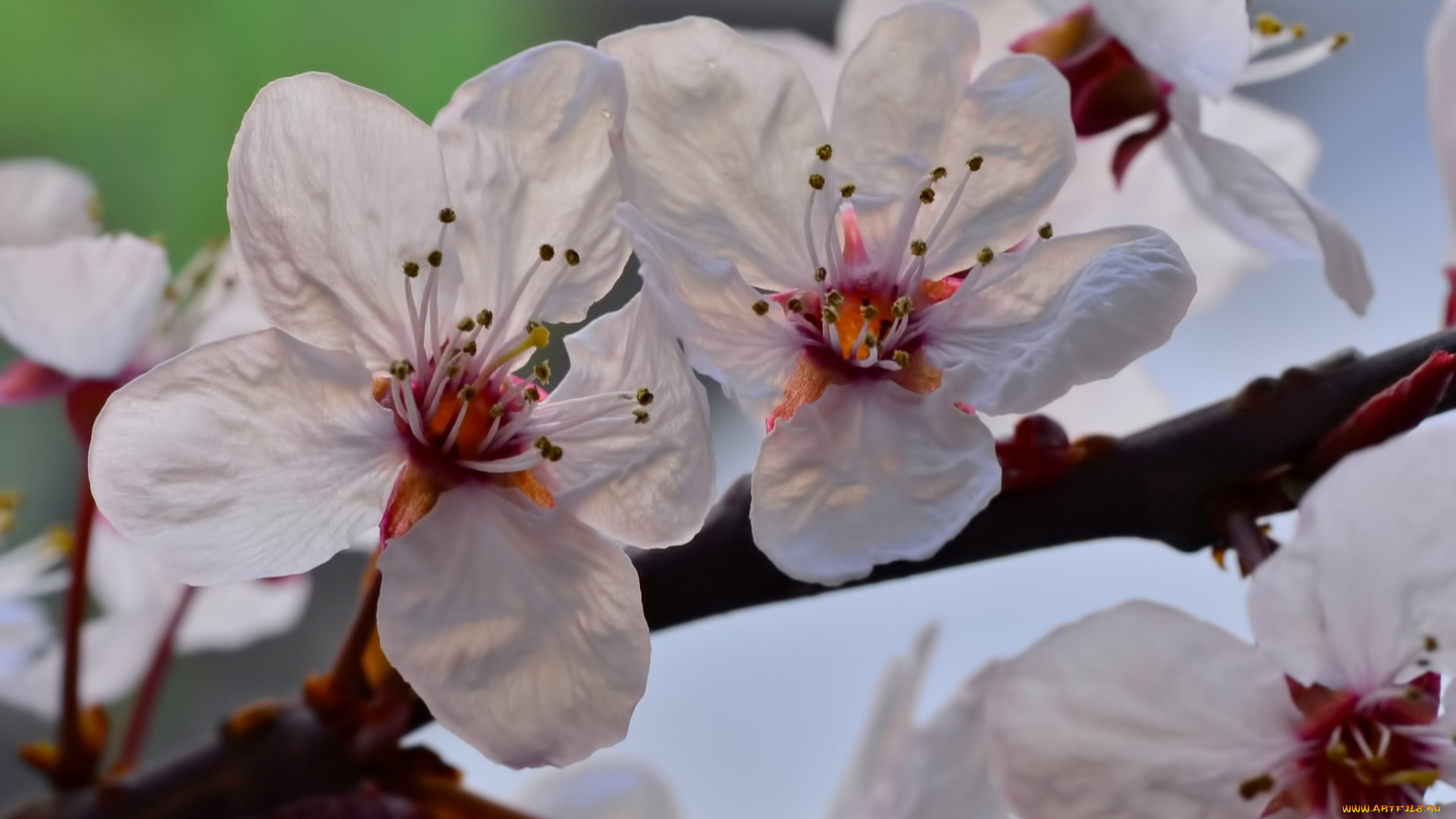 цветы, цветущие, деревья, , , кустарники, макро