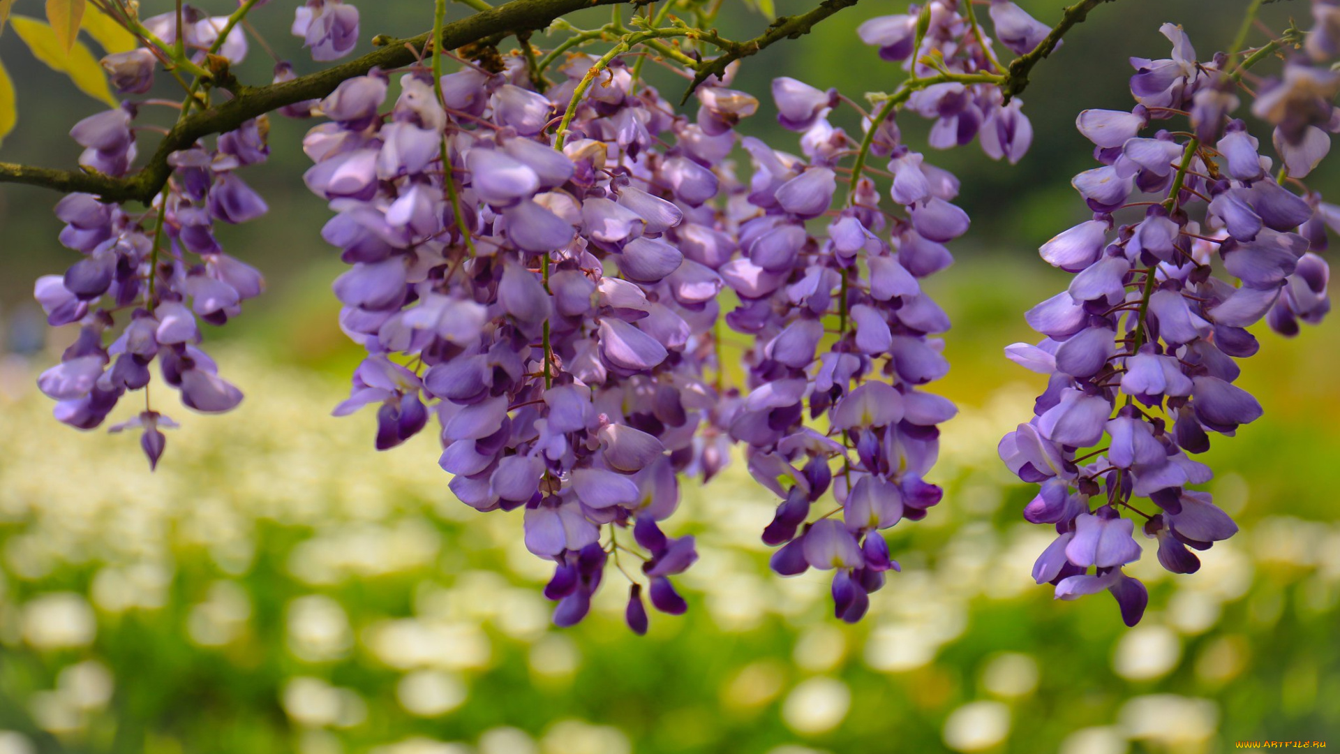 цветы, глициния