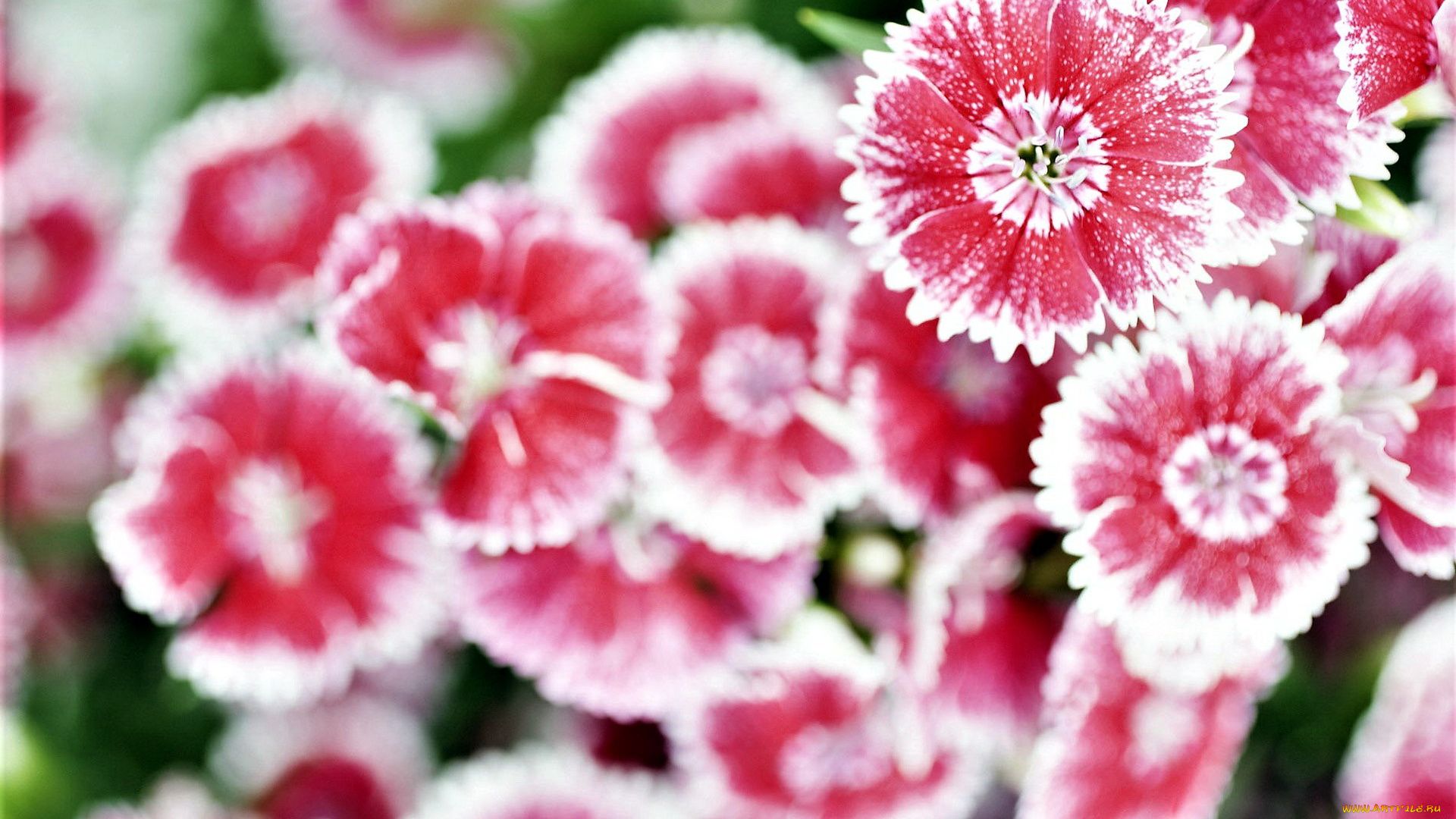 цветы, гвоздики, полевые