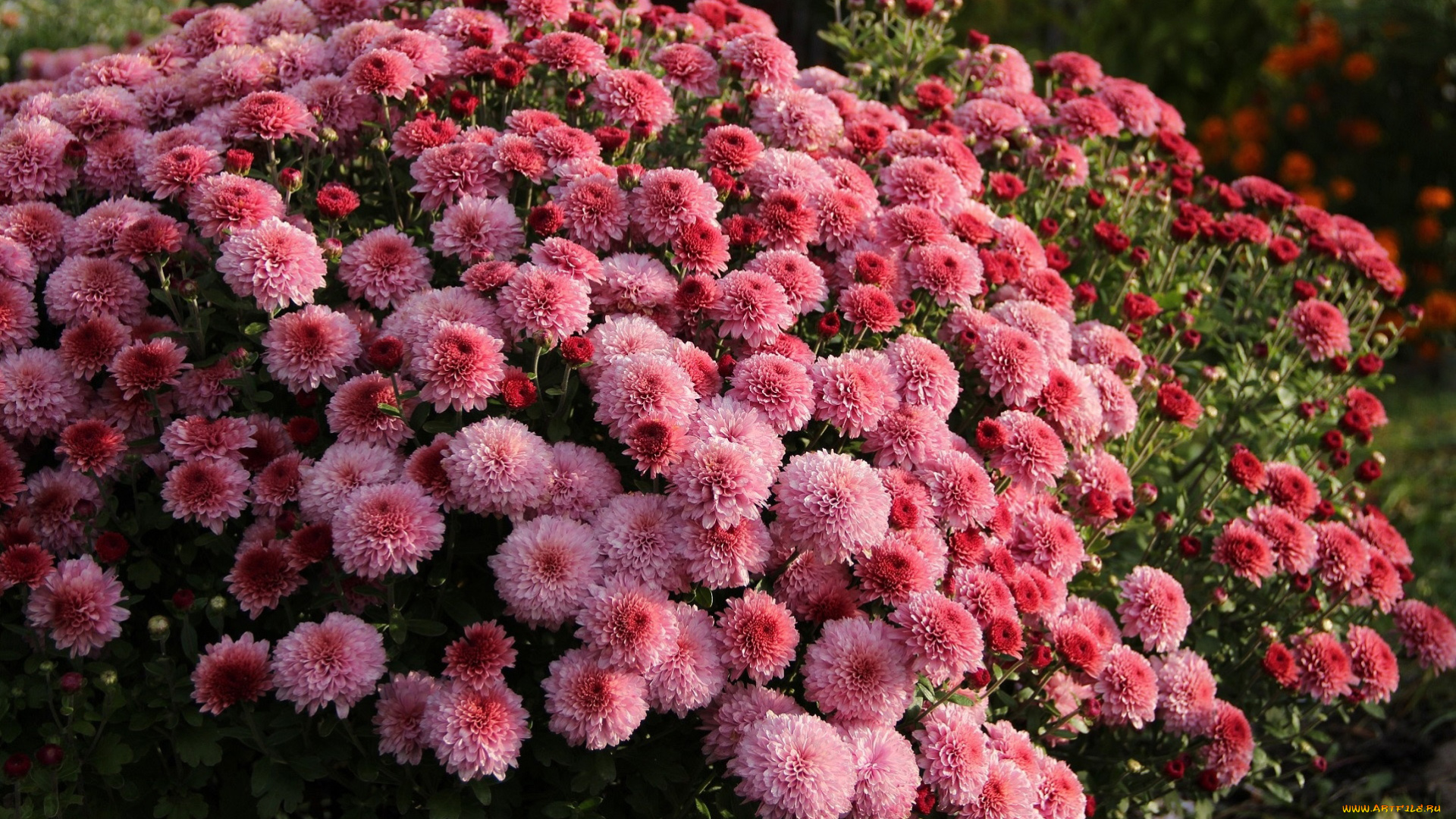 цветы, хризантемы, куст