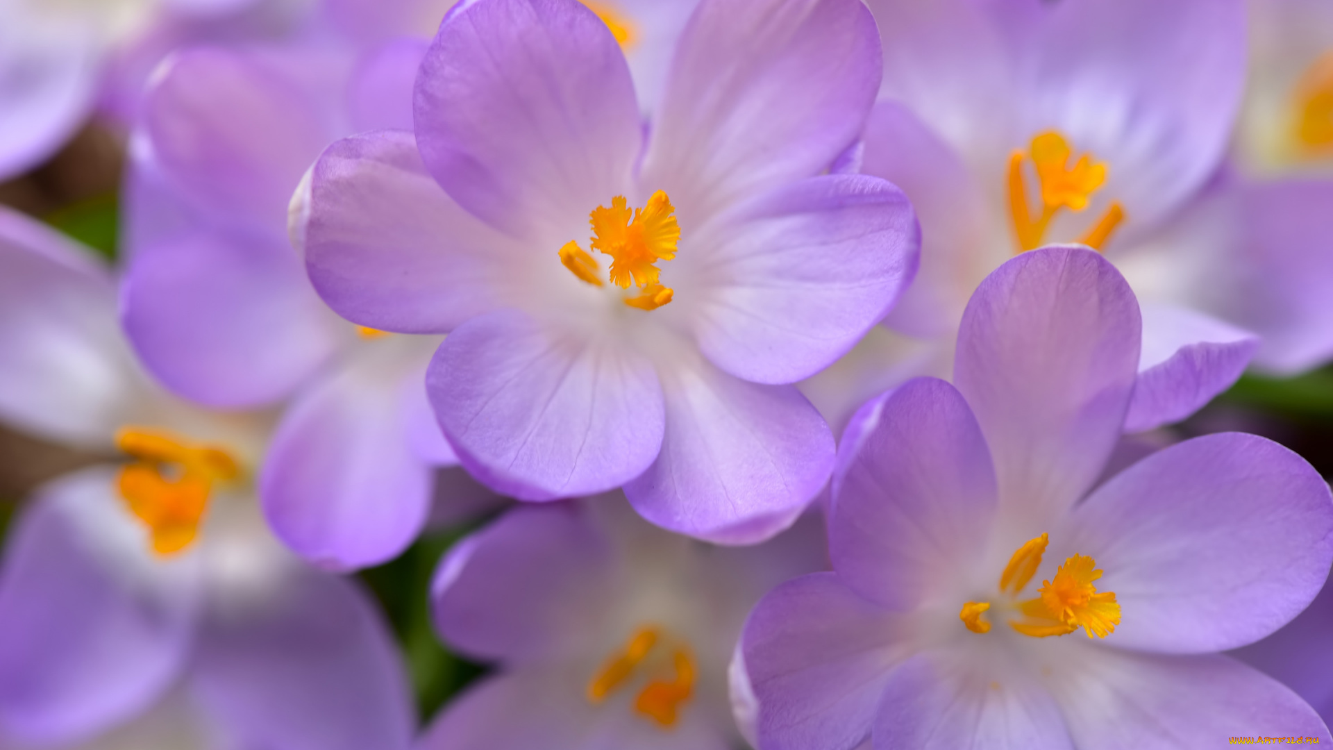 цветы, крокусы, весна