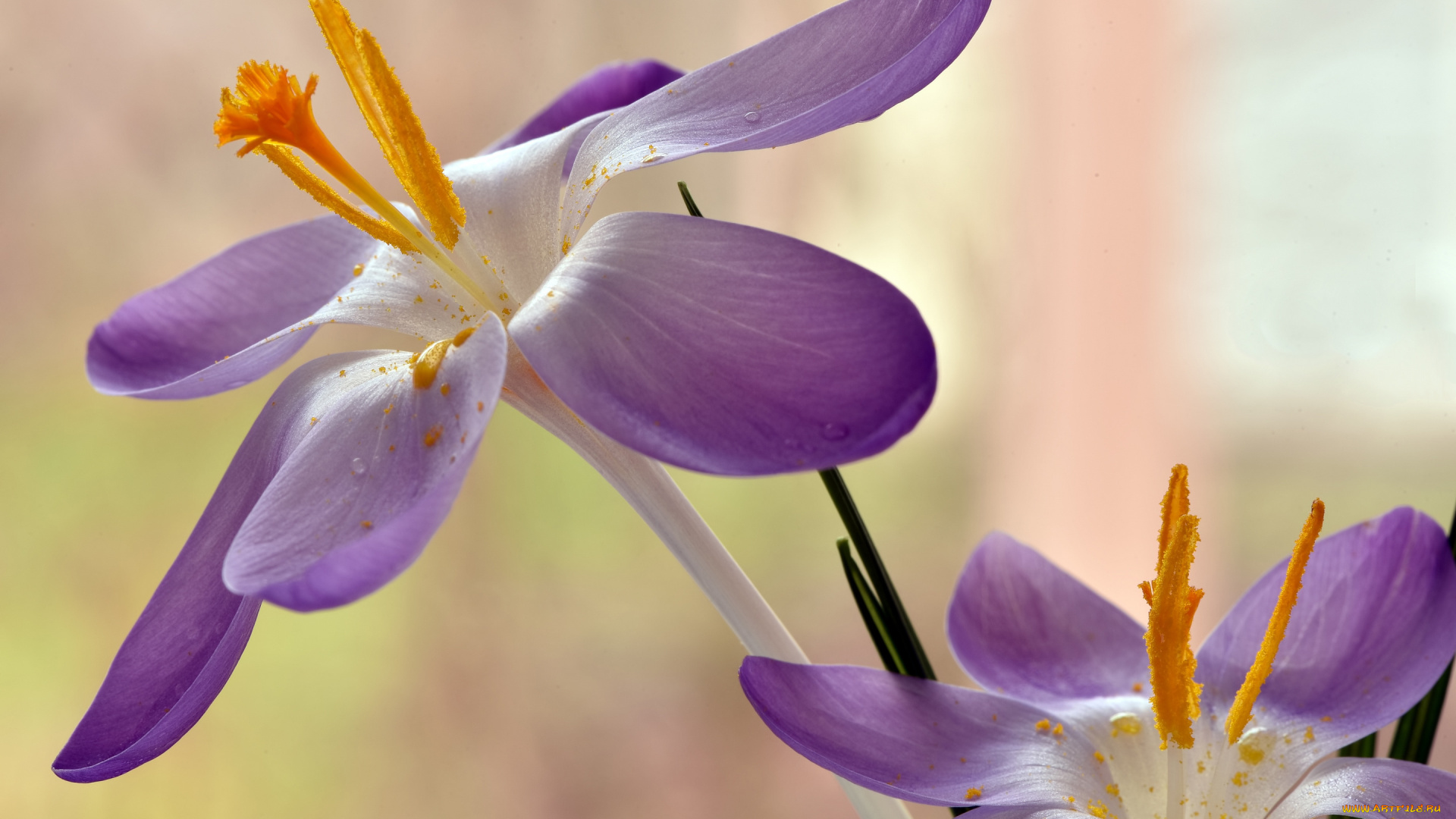 цветы, крокусы, весна