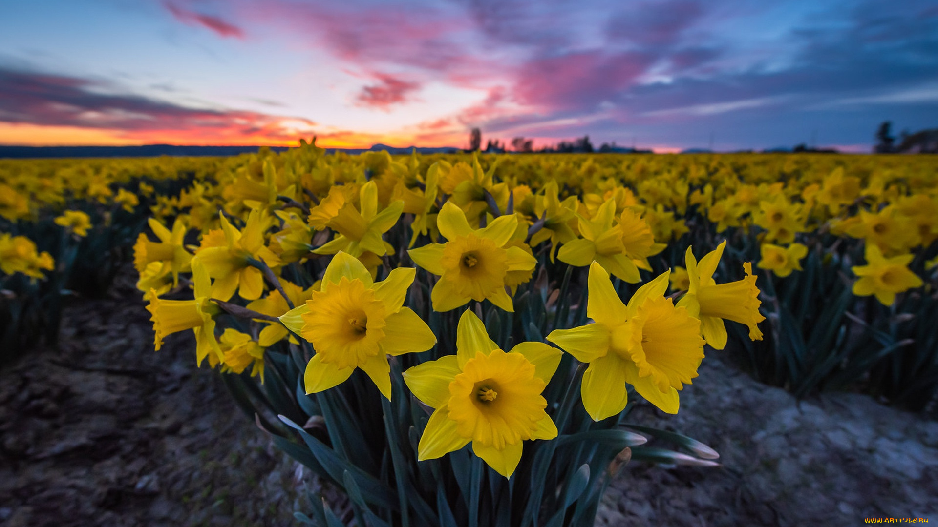 цветы, нарциссы, поле