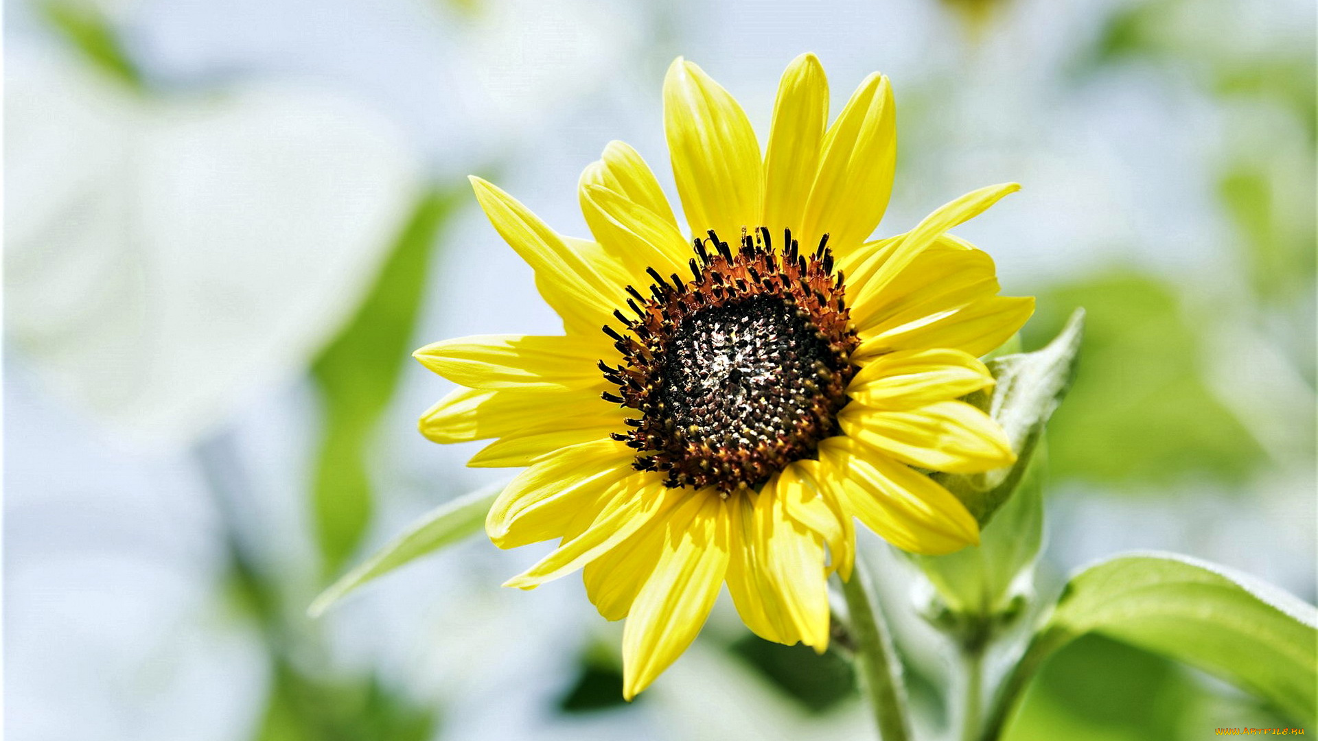 цветы, подсолнухи, подсолнух, желтый