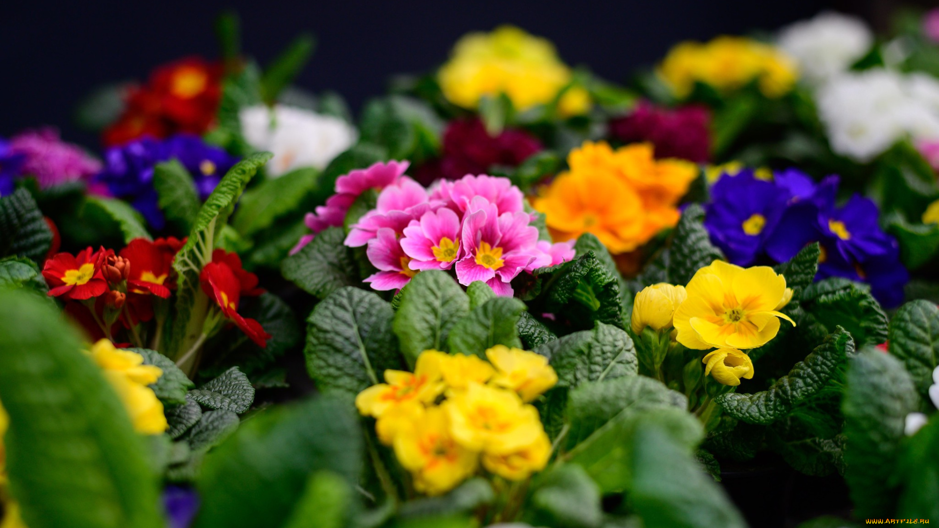 цветы, примулы, примула, весна, макро, цветение