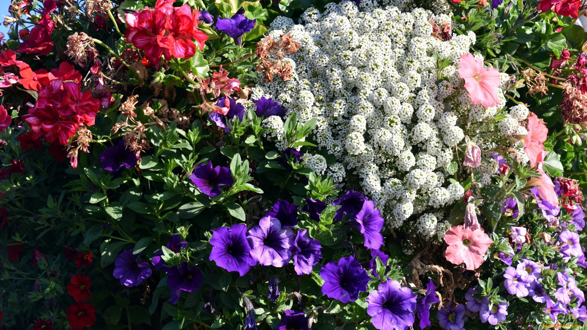 цветы, разные, вместе, клумба